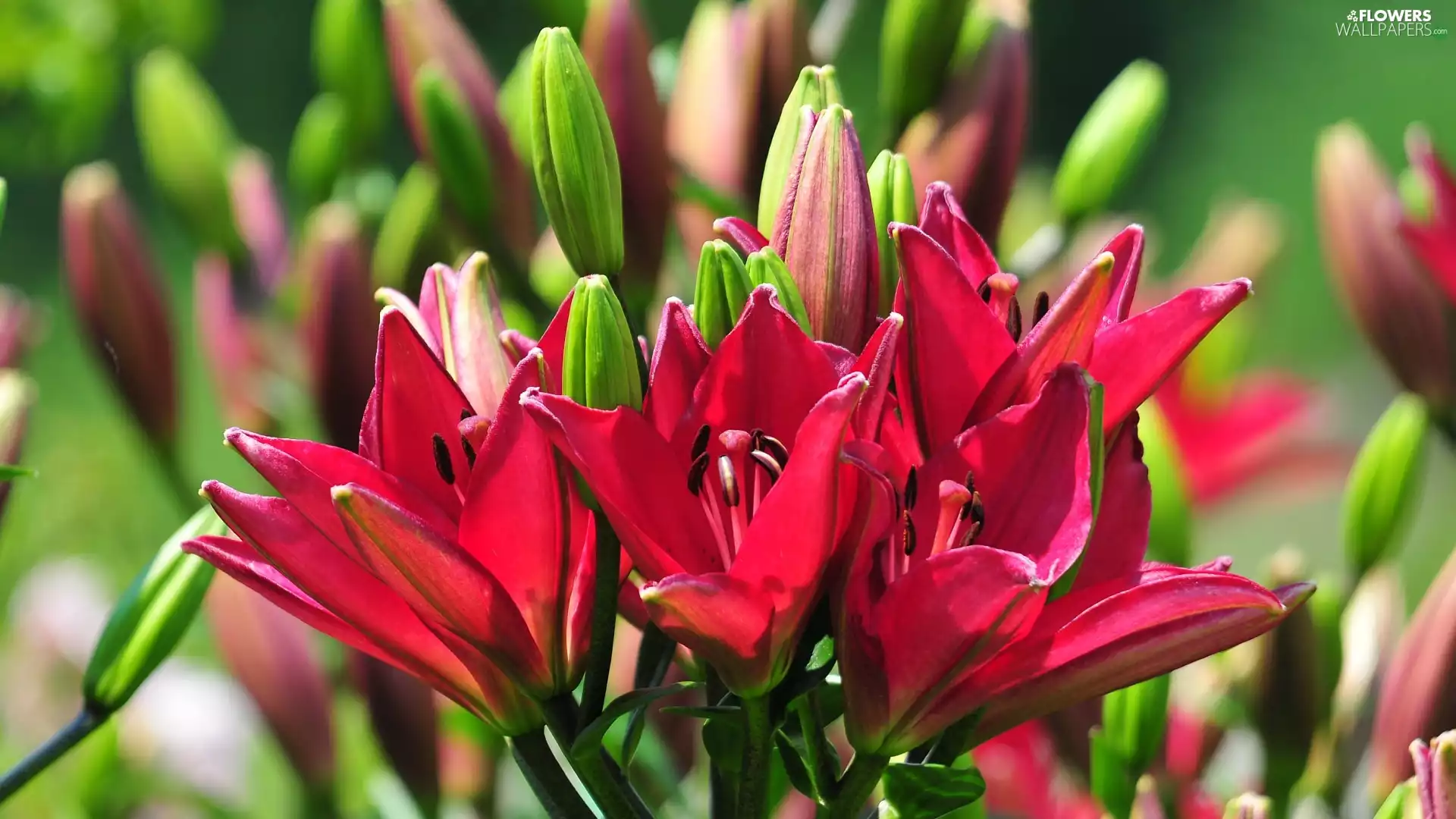 Red, lilies