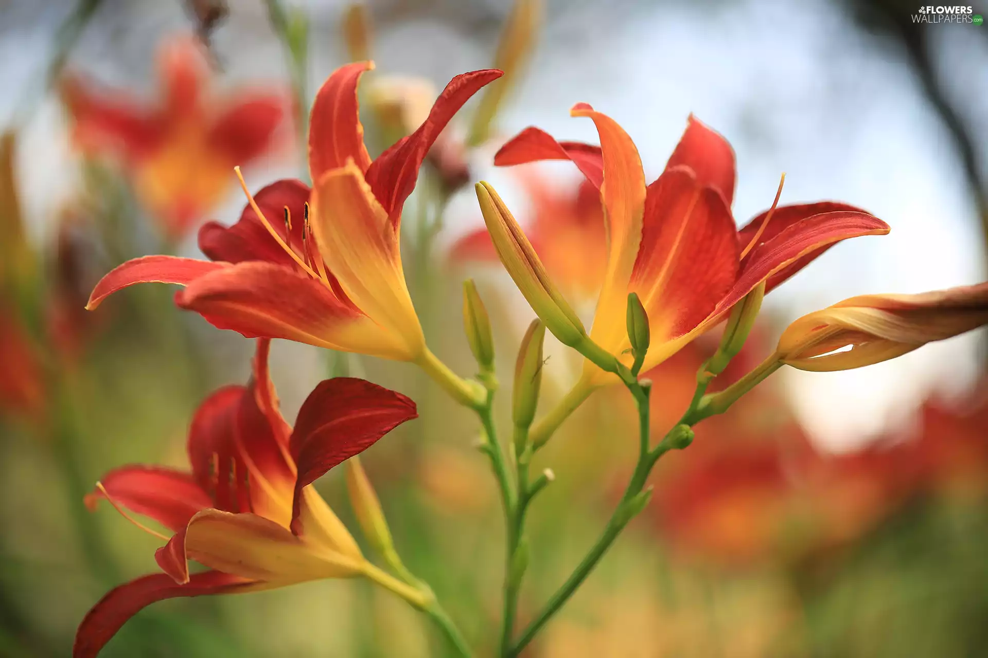 Red, Flowers, Buds, lilies