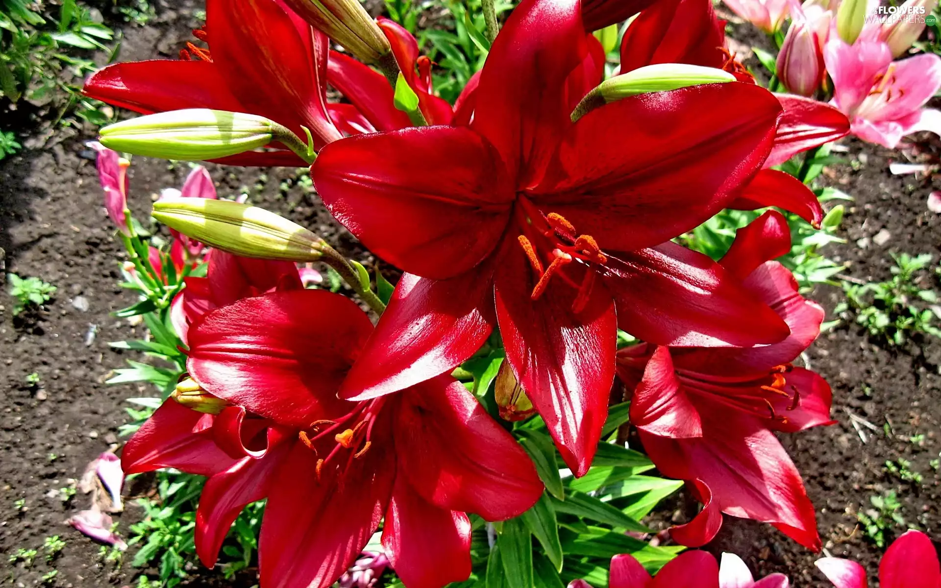 lilies, Flowers, Red