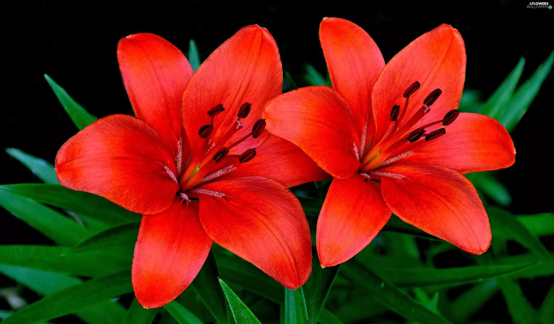 lilies, Two, Red