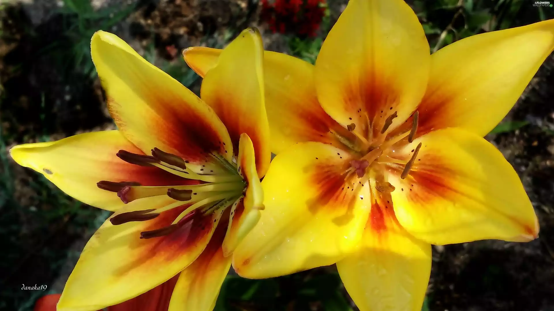 lilies, yellow, Red