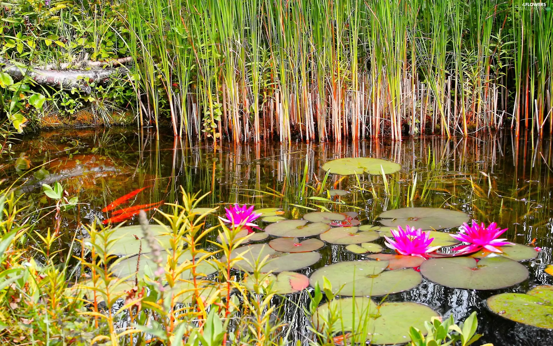 River, water, grass, lilies
