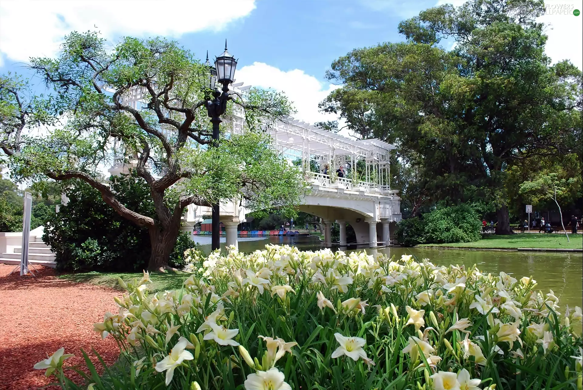 White, lilies, River, bridges, Park