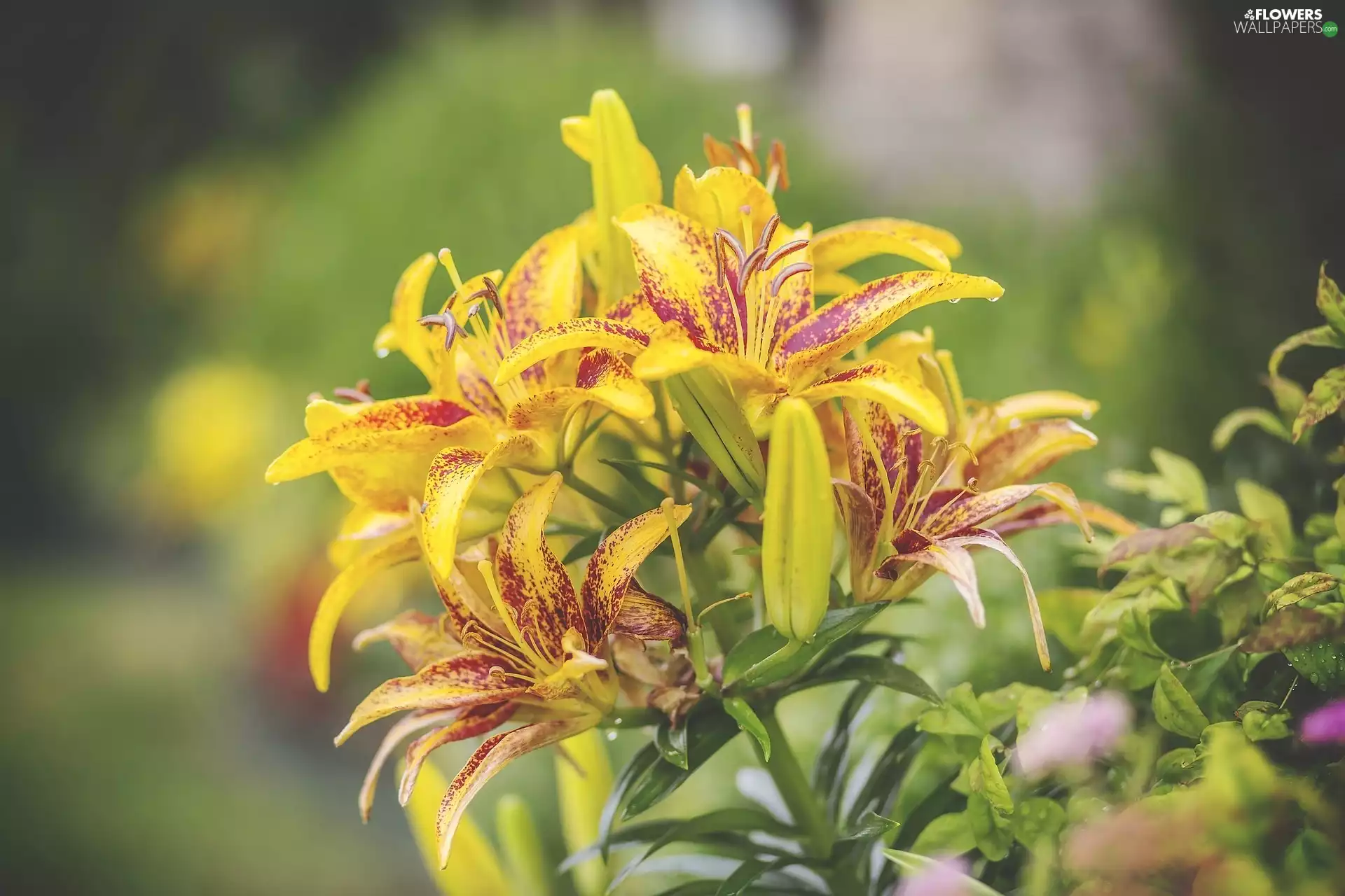 lilies, Yellow, speckled