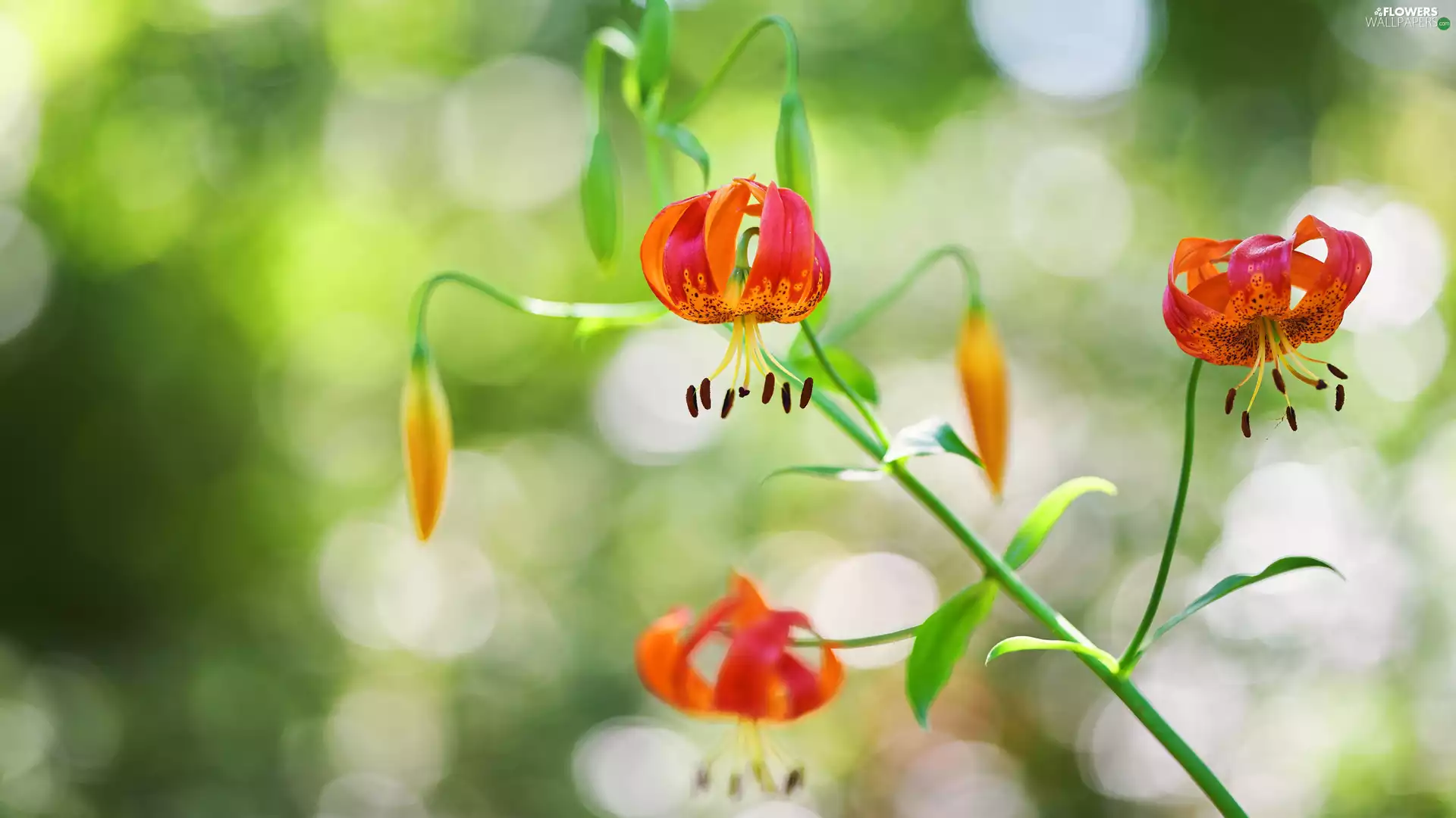 twig, Flowers, tiger Lilies