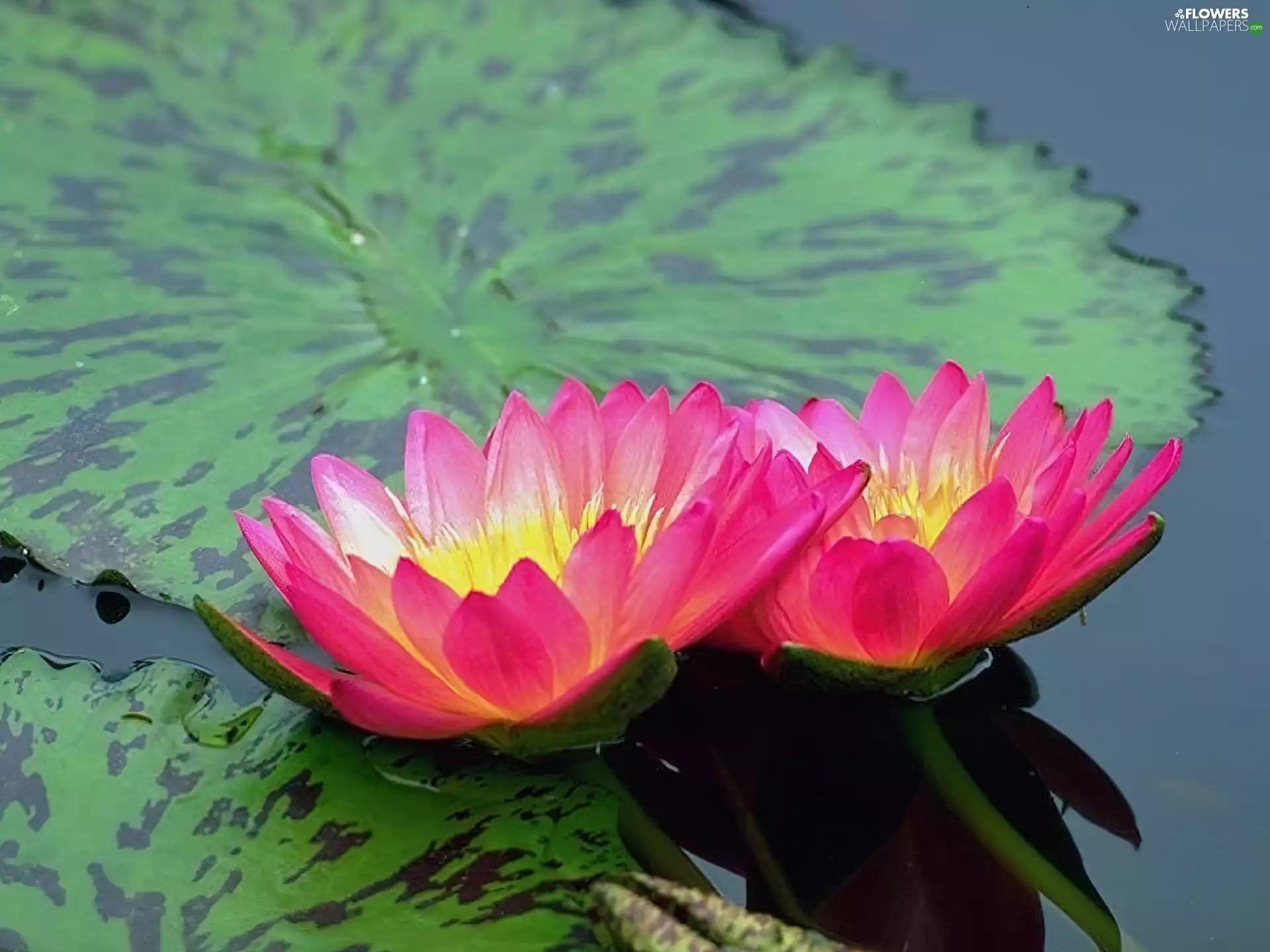 Two, water, Leaf, lilies