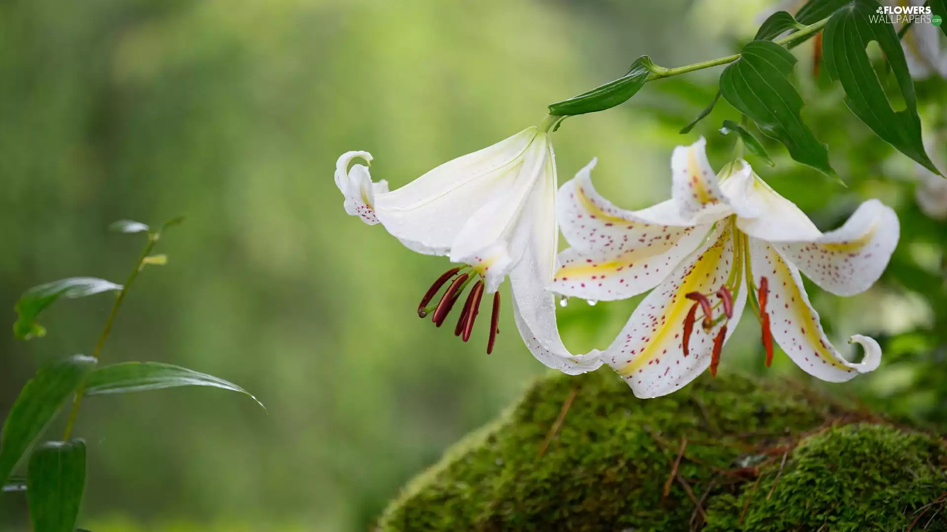 lilies, Moss, Two