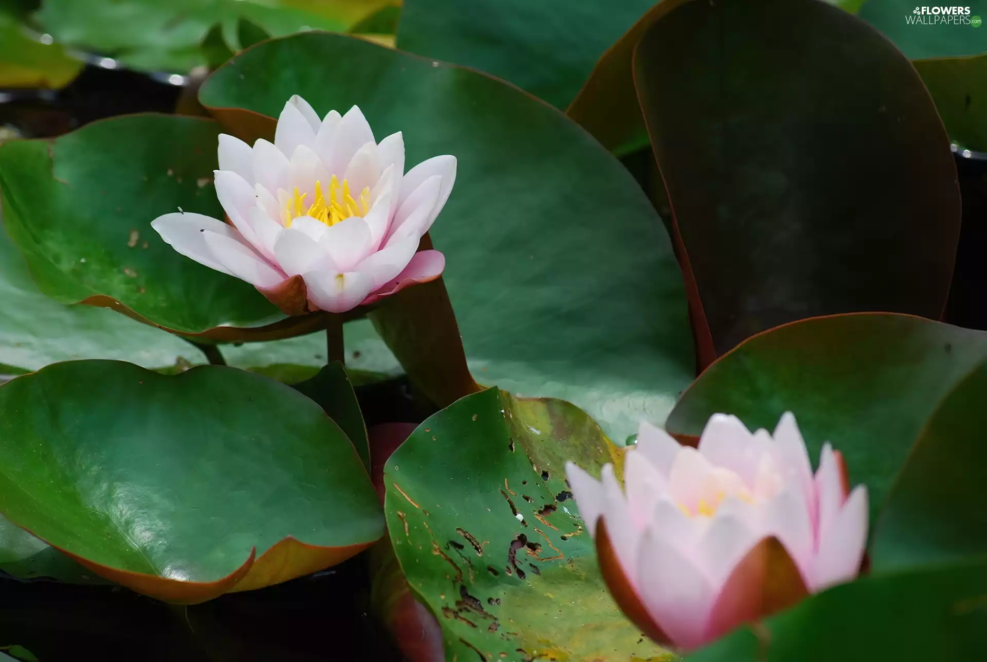 lilies, water