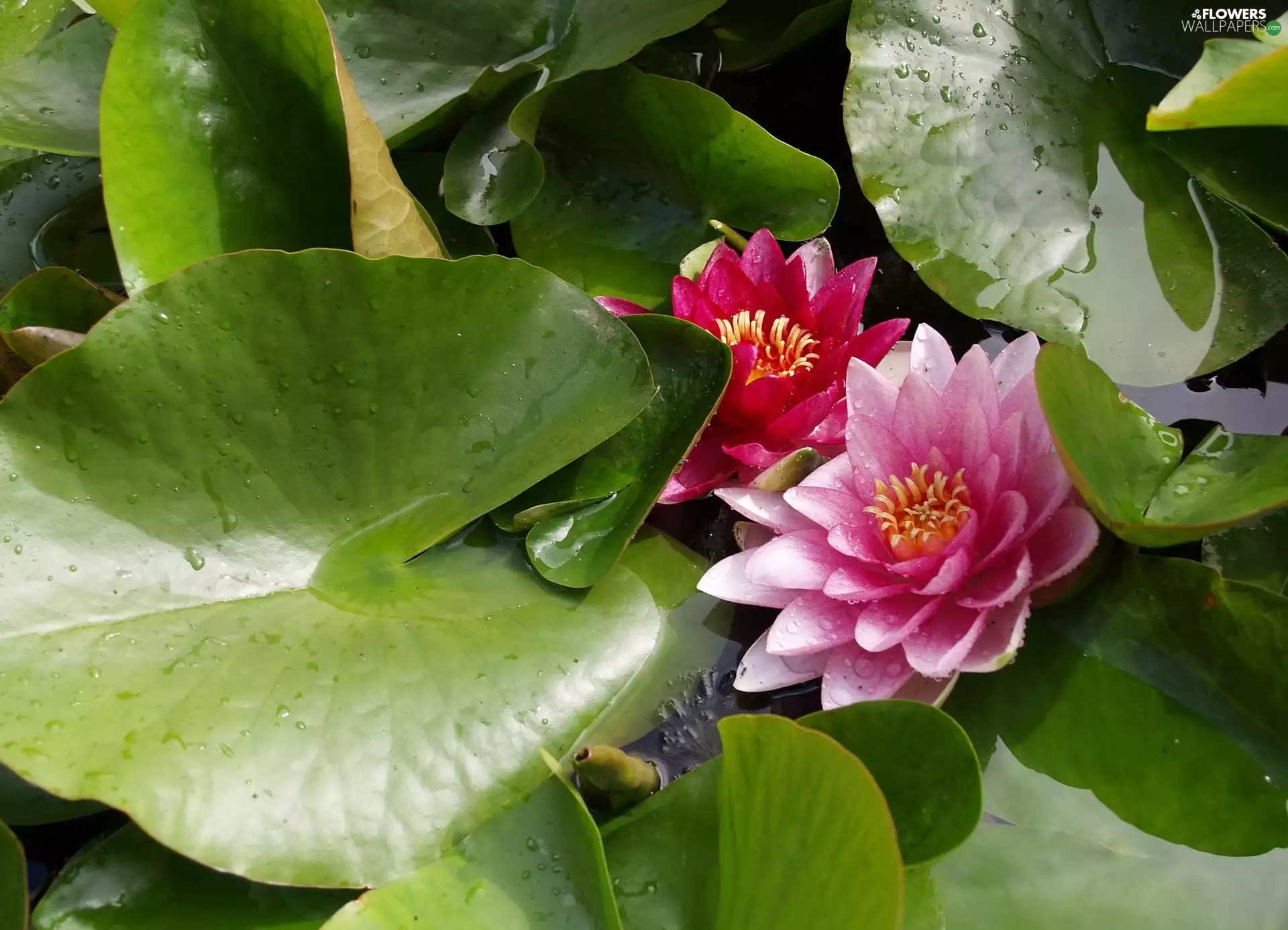lilies, water