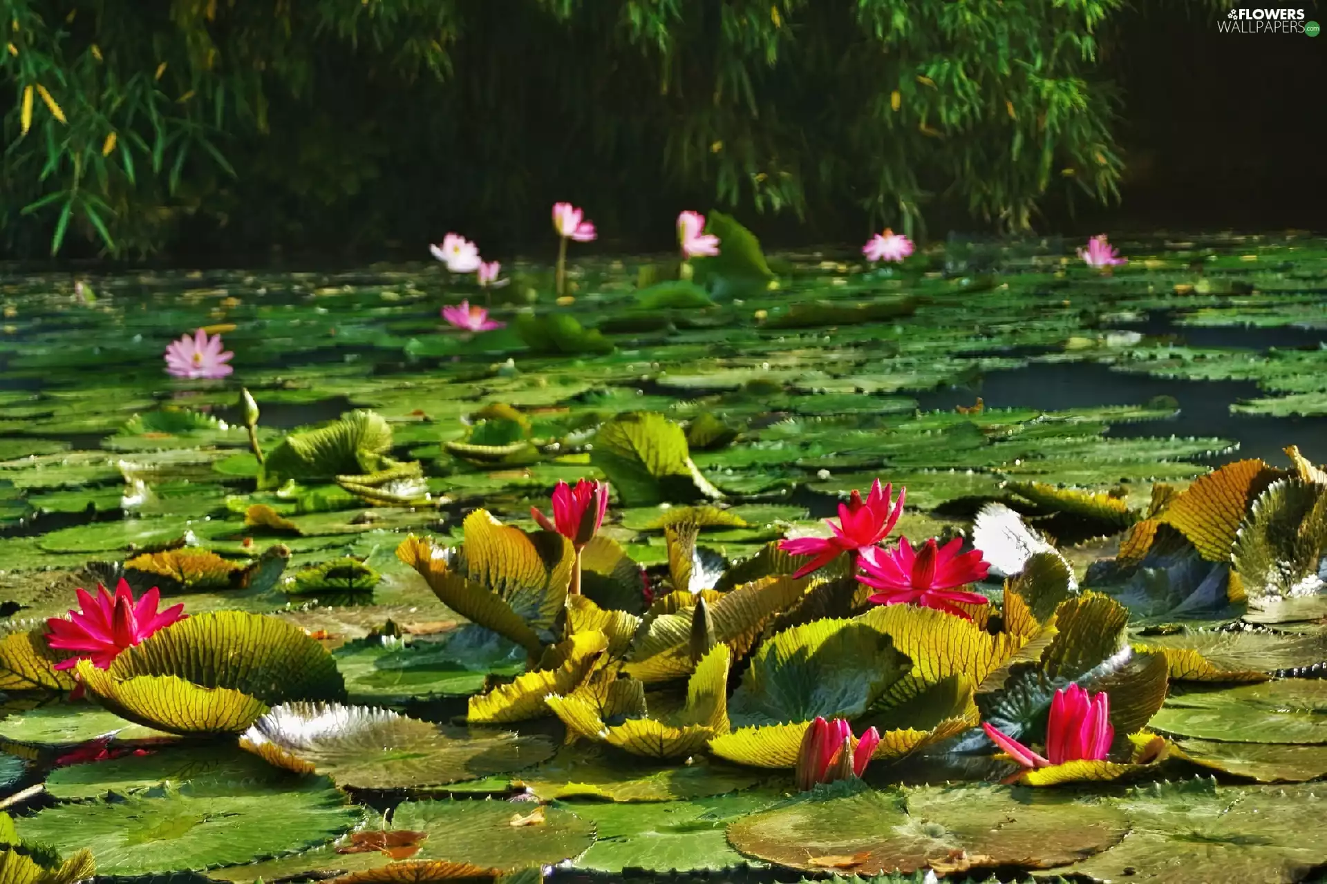 lilies, water