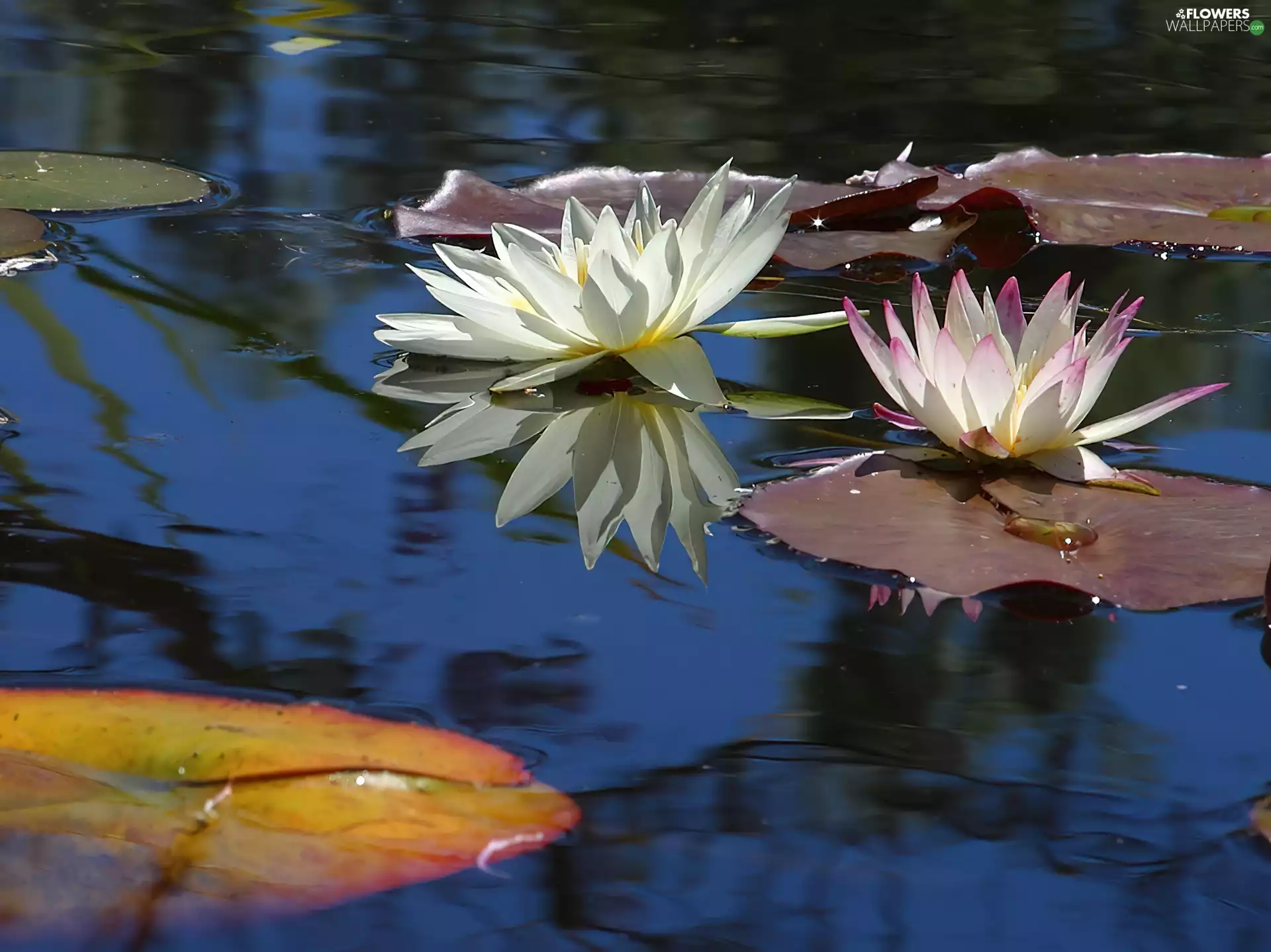 lilies, water
