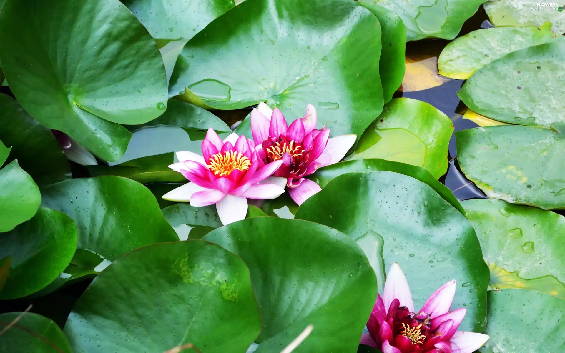 lilies, water