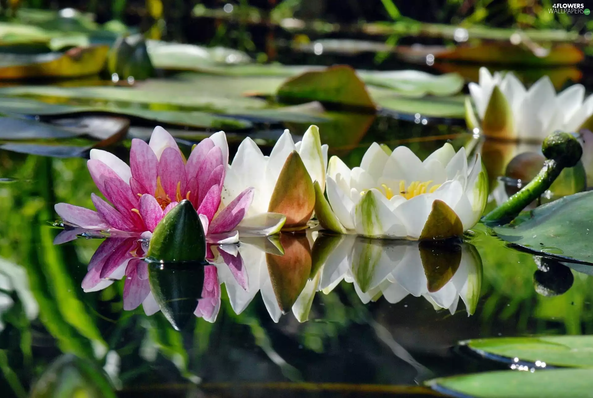 lilies, water