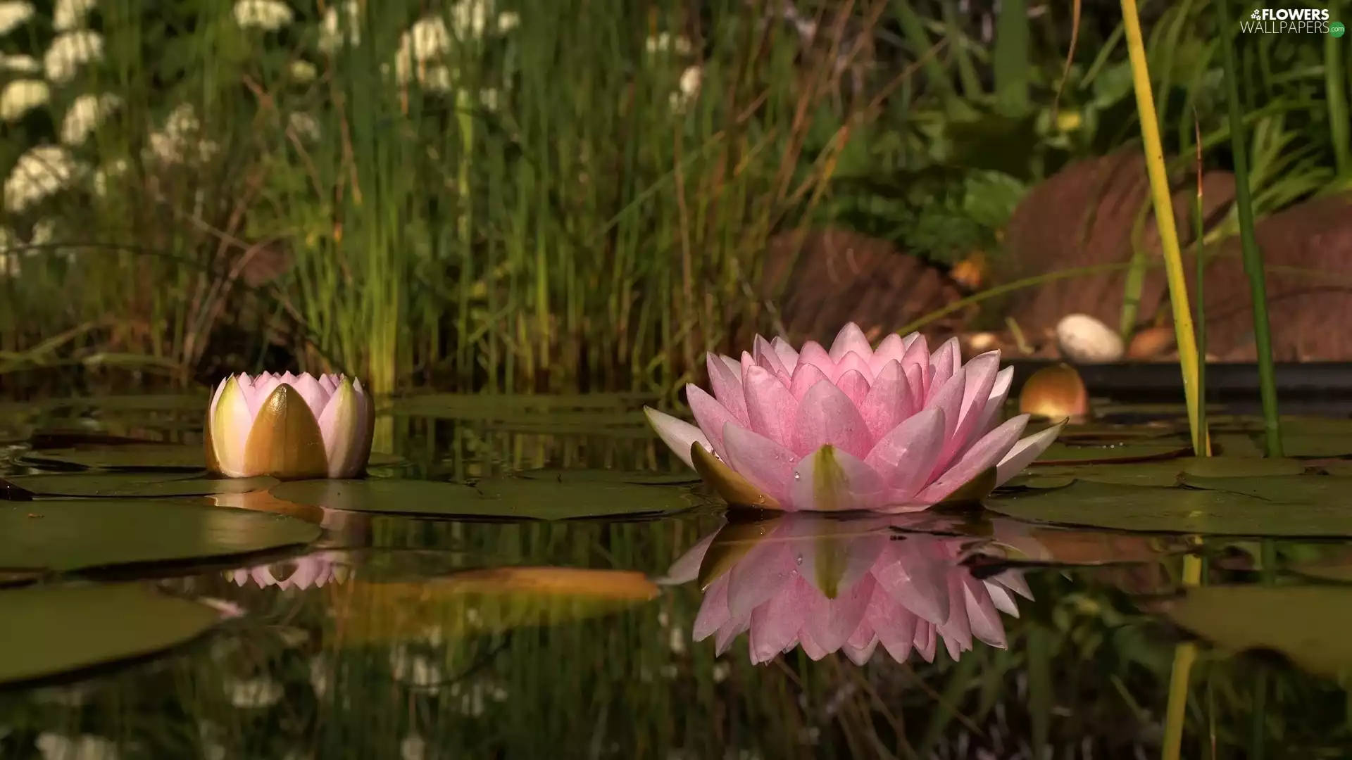 lilies, water