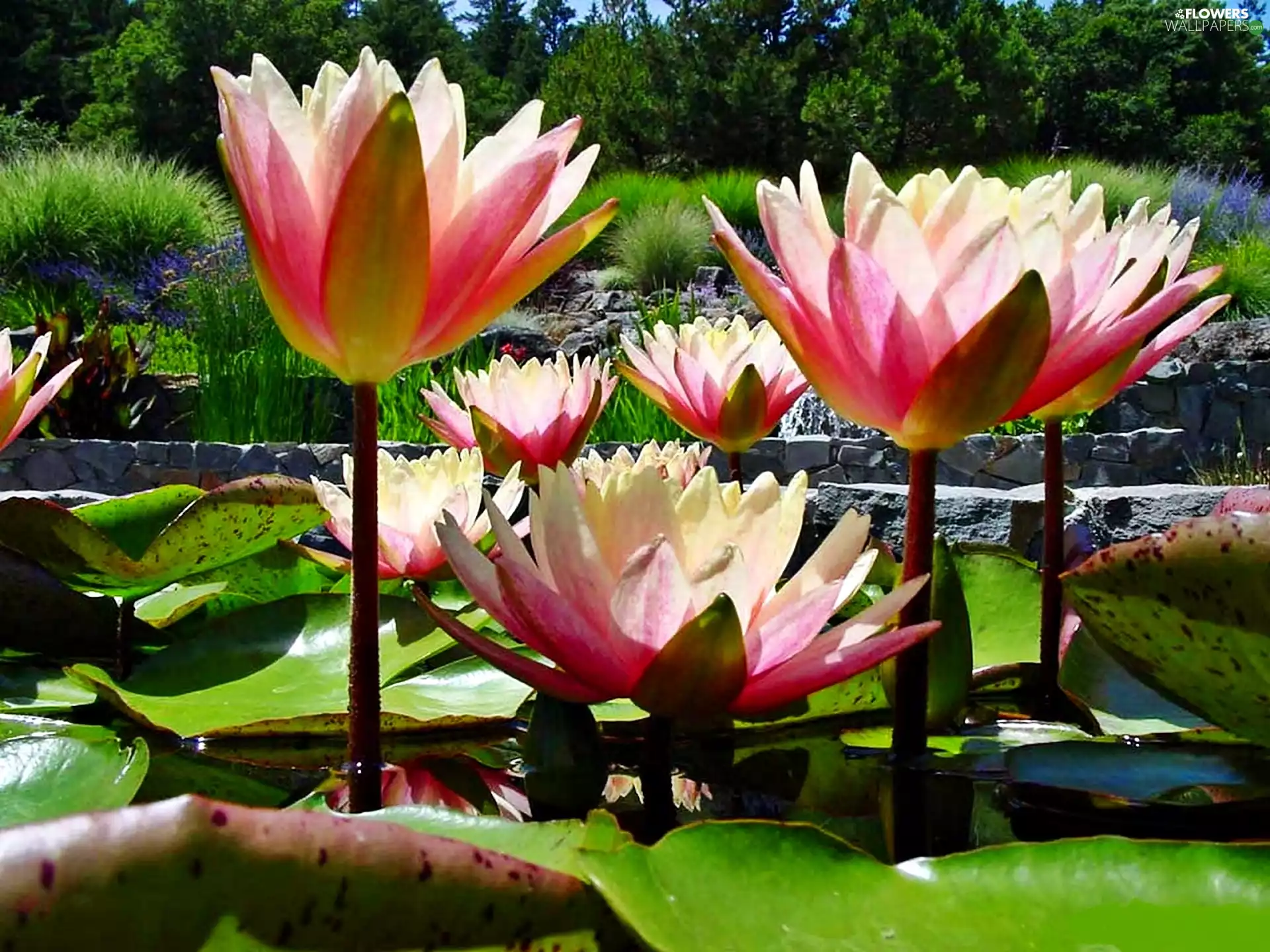 Park, lilies, water, Pond - car