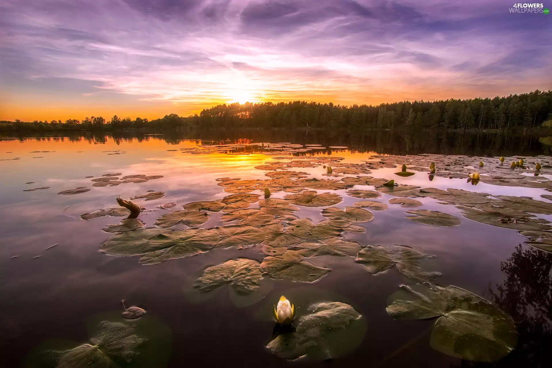 Leaf, lake, Water lilies, Sunrise, Flowers, forest