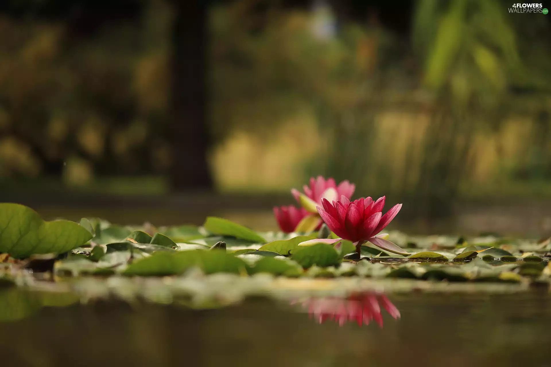 Water lilies, Waterlily, Flowers, Nenufary