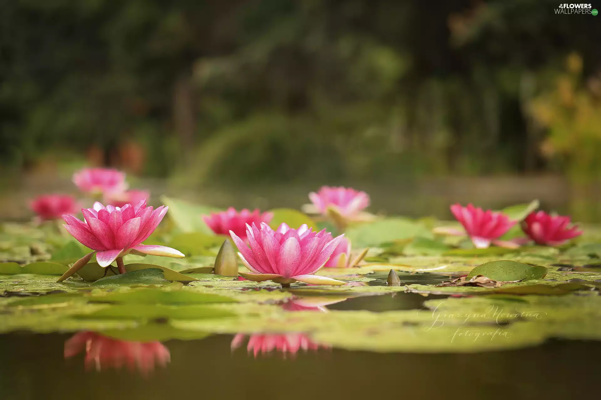 Waterlily, Nenufary, Water lilies
