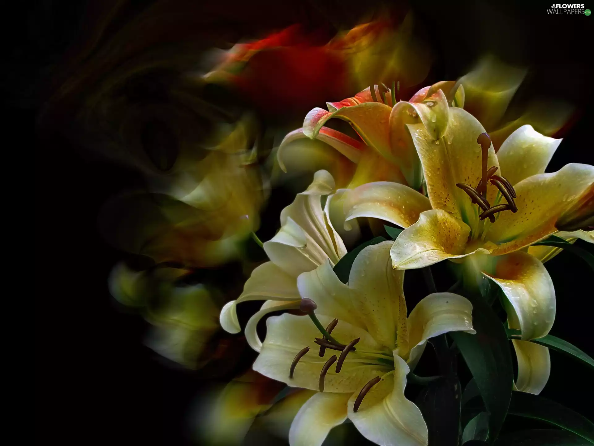 wet, Flowers, graphics, lilies