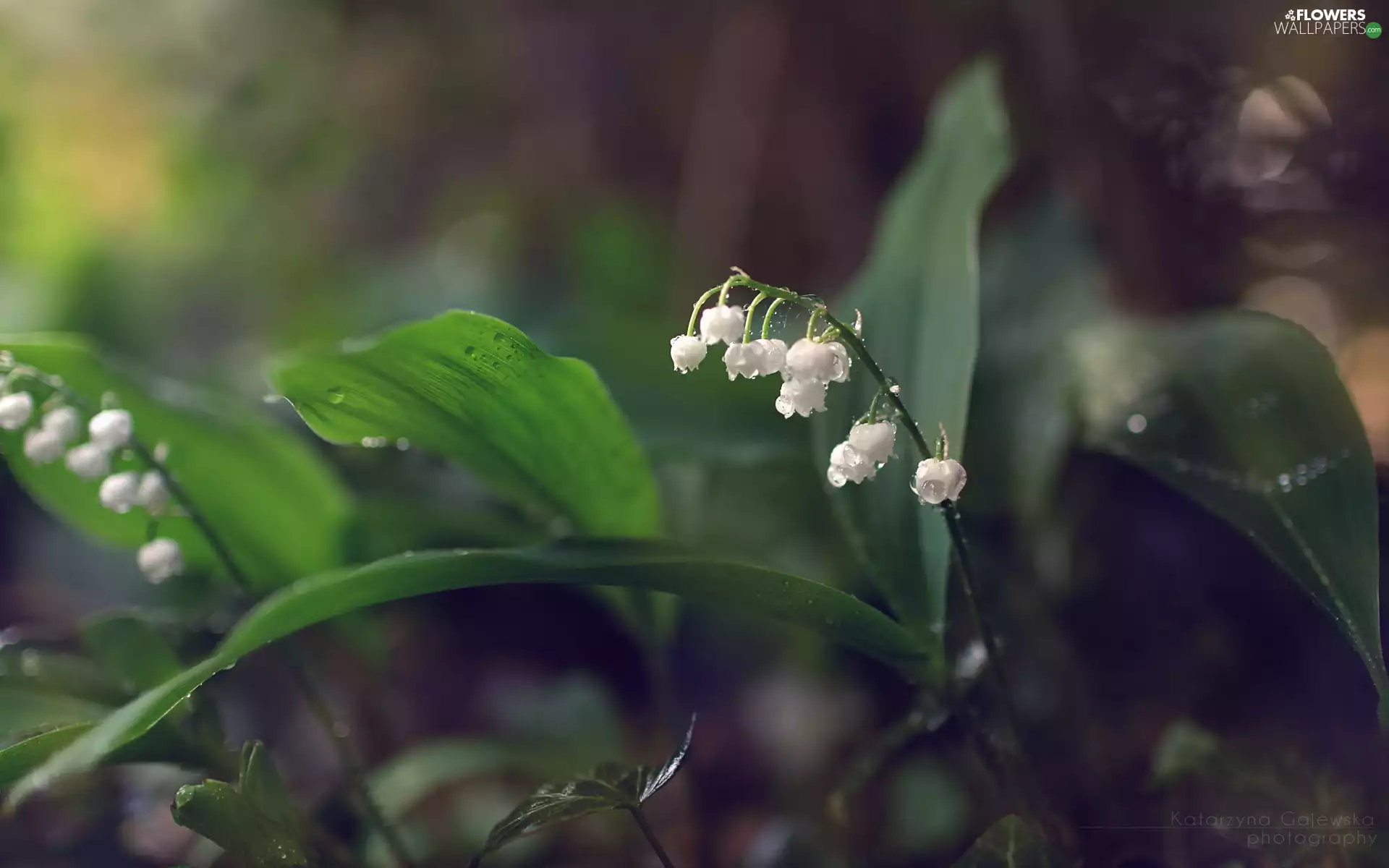 White, lilies