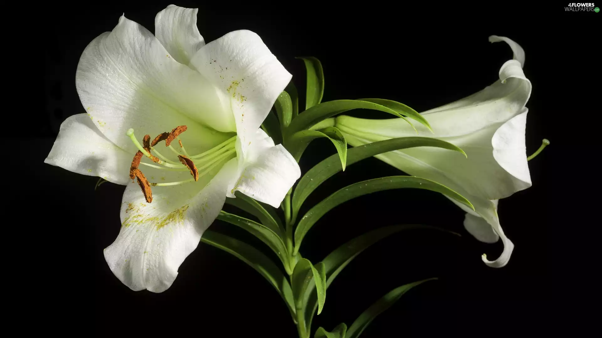 White, dark, background, lilies