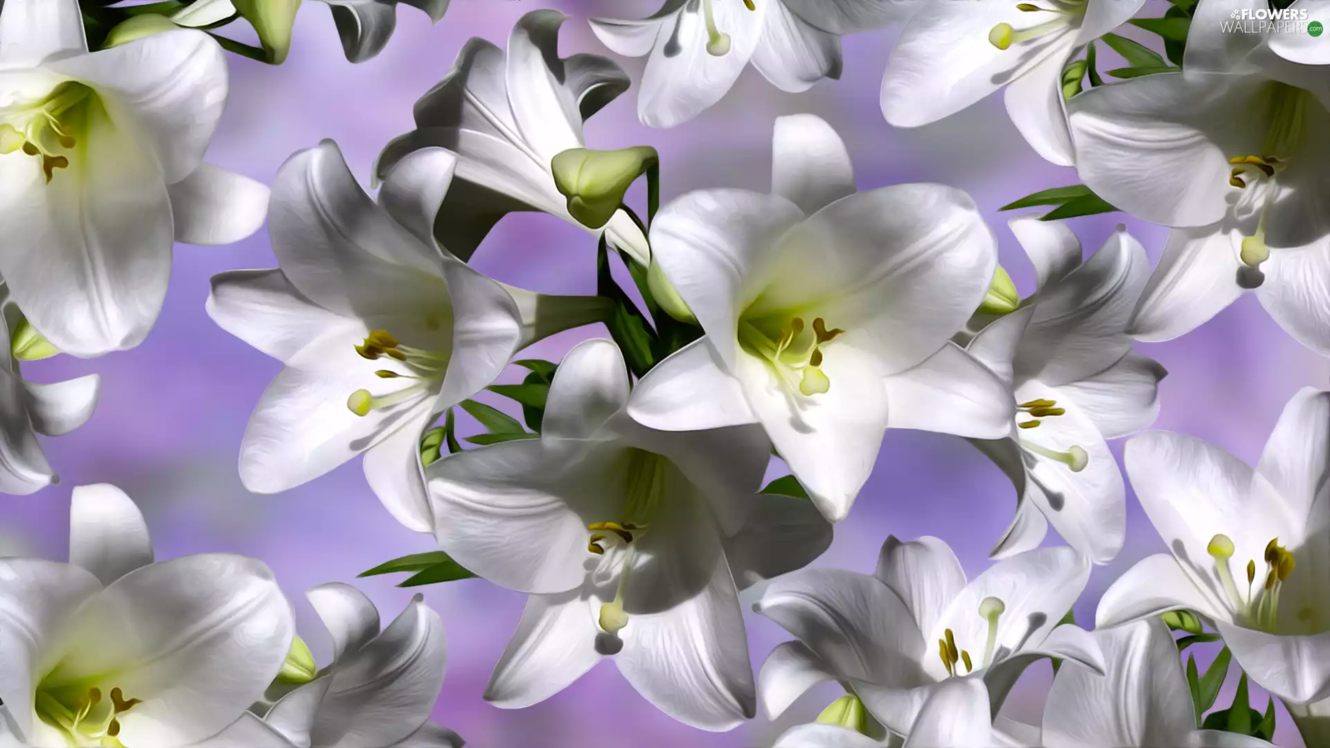 lilies, Flowers, White