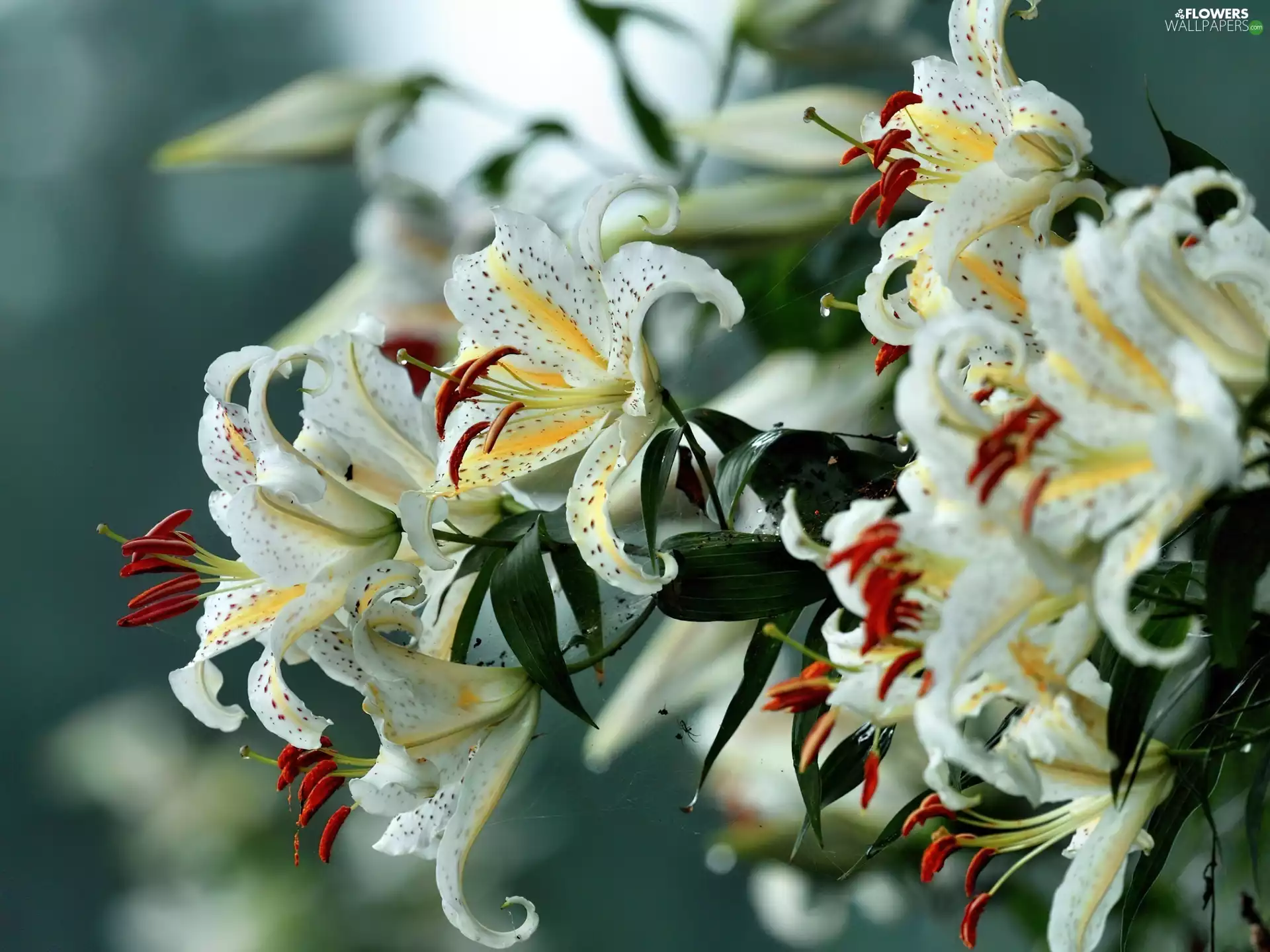 White, tiger Lilies