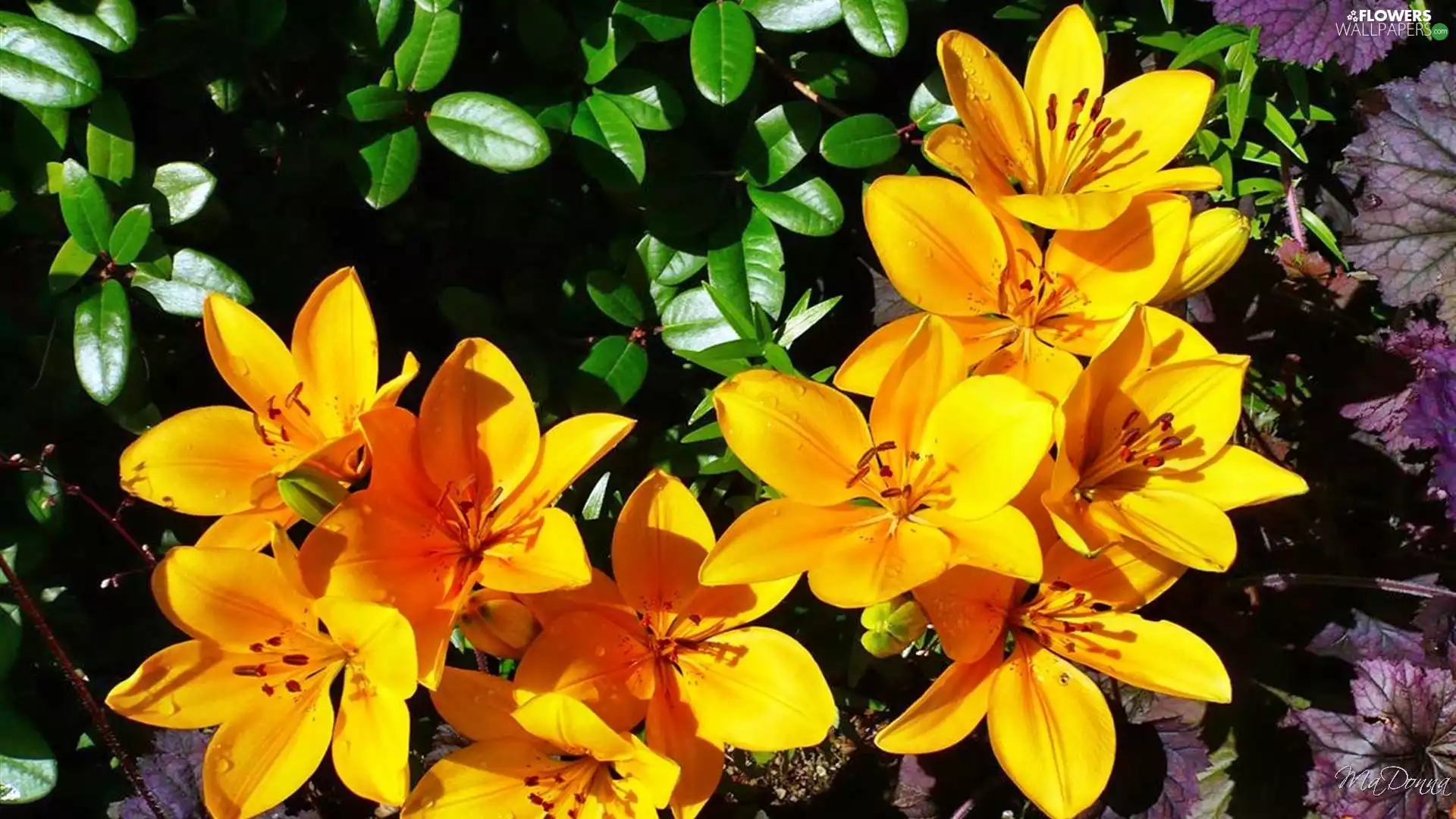 Yellow, lilies