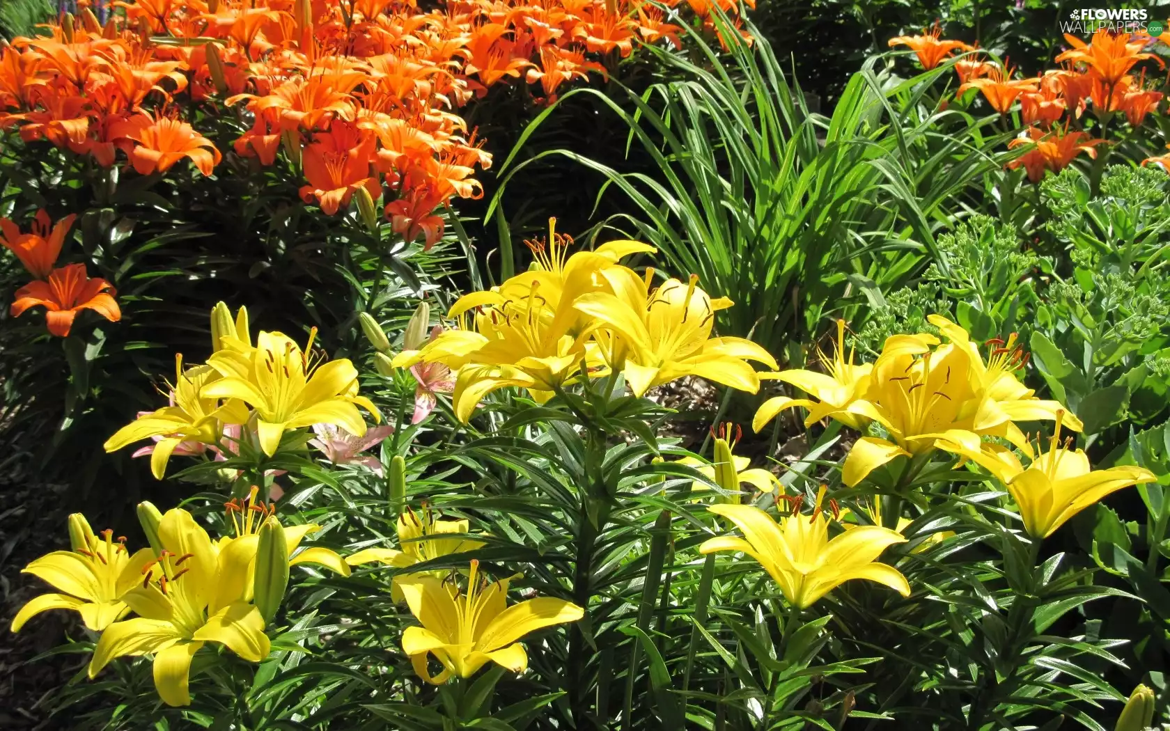lilies, Orange, Yellow