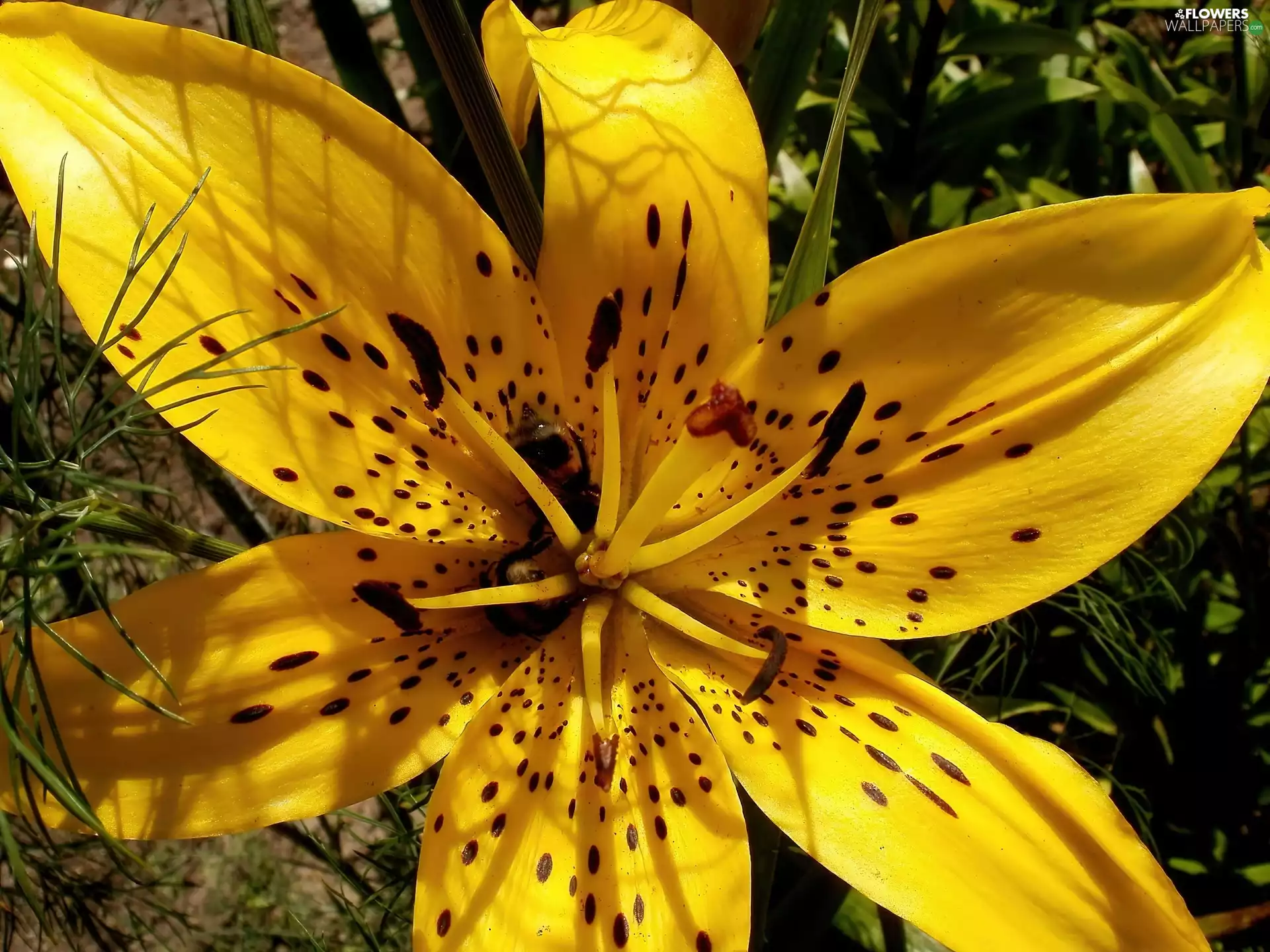 Bees, Yellow Honda, Lily