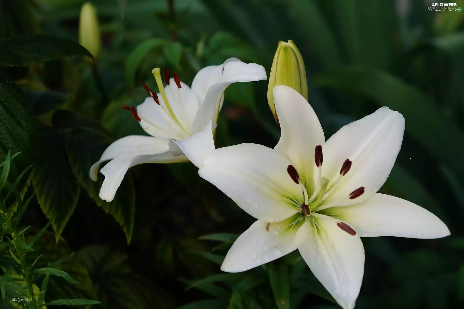 Lily, White, Blossoming