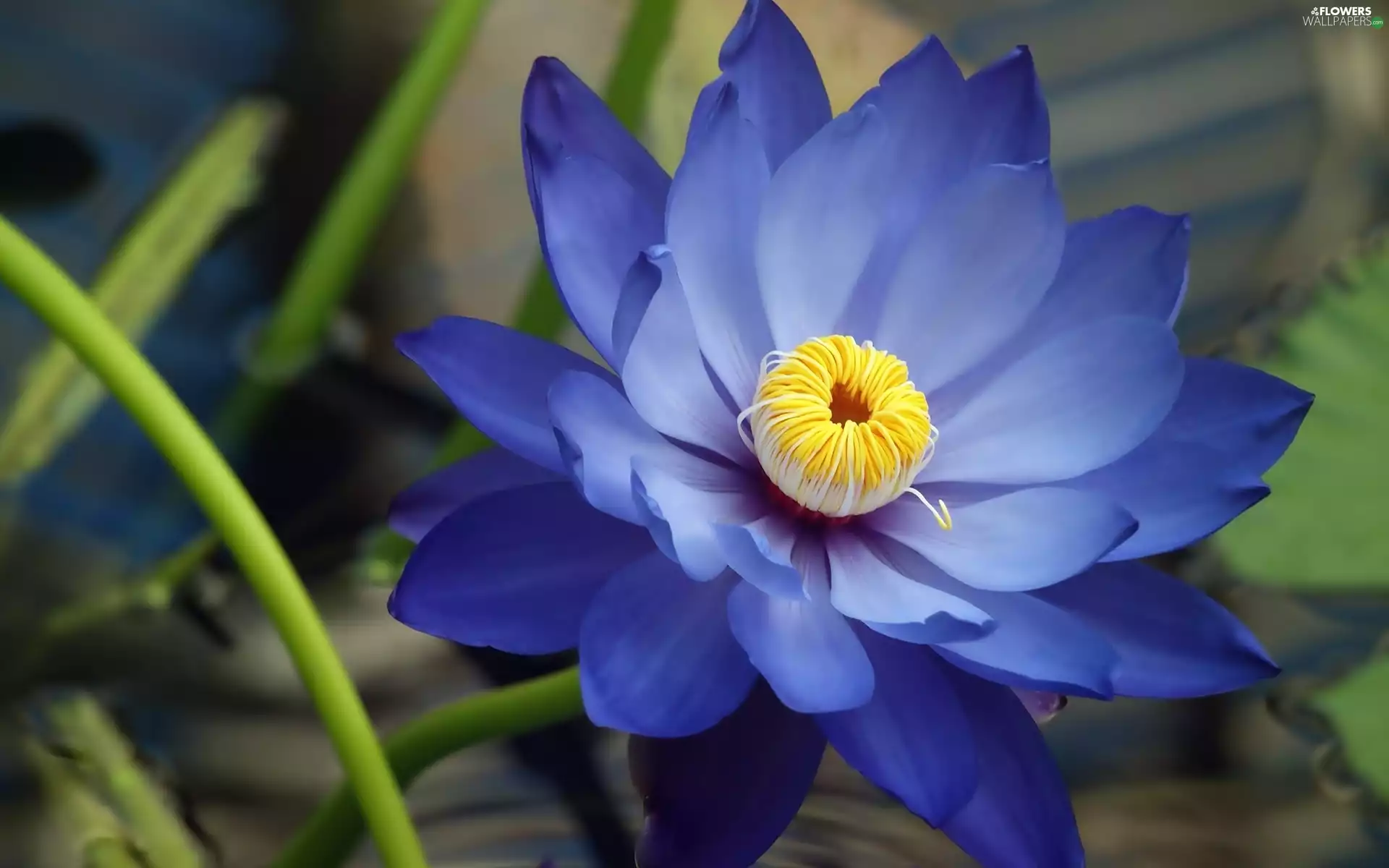 water-lily, blue, Colourfull Flowers