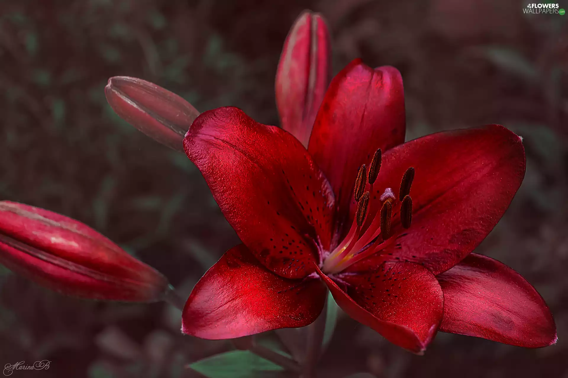 Red, Lily, Buds, Colourfull Flowers