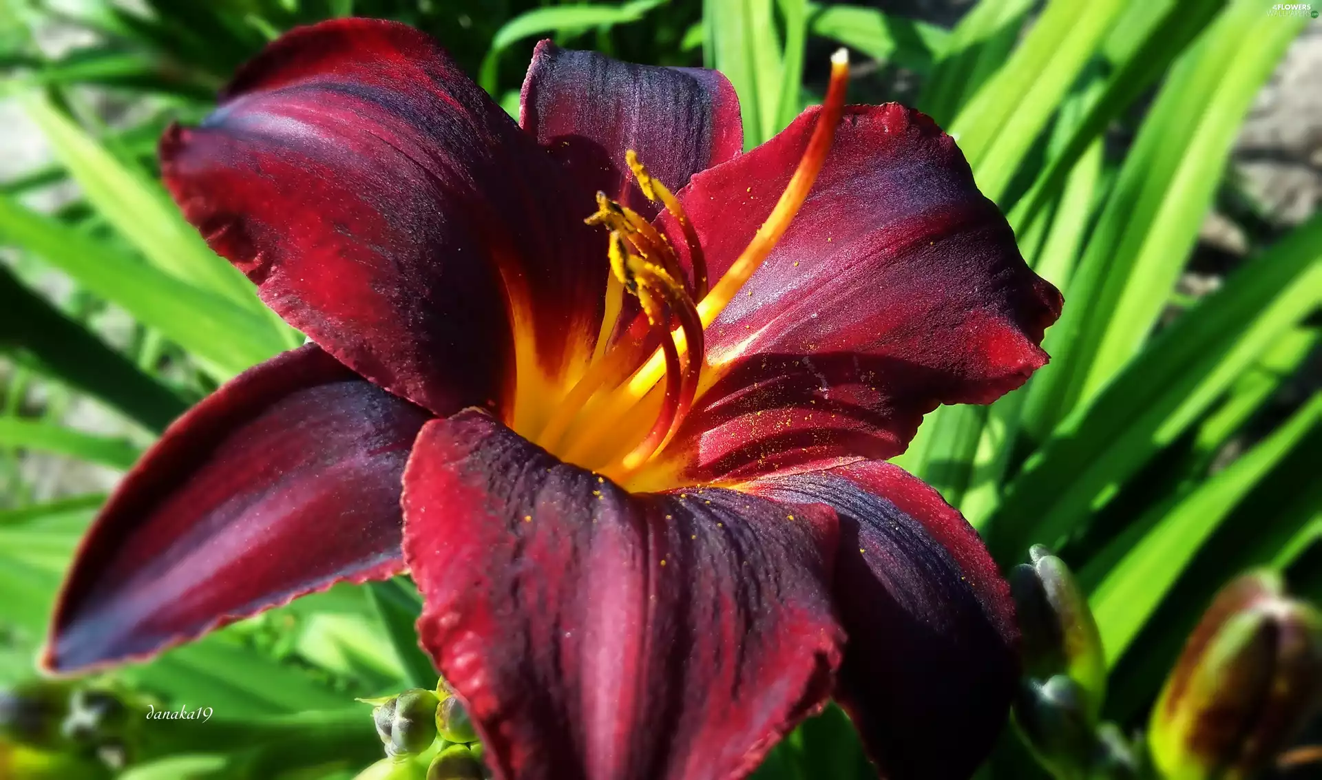 lily, dark, claret