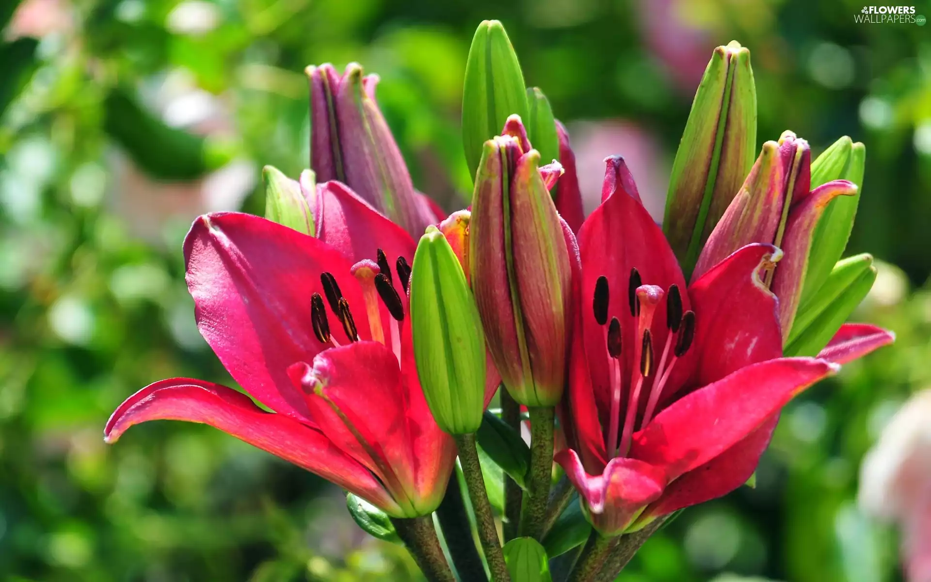 Buds, Colourfull Flowers, Lily