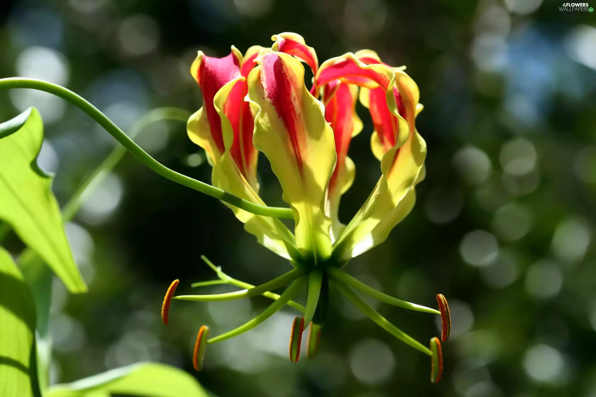 Colourfull Flowers, Flame Lily