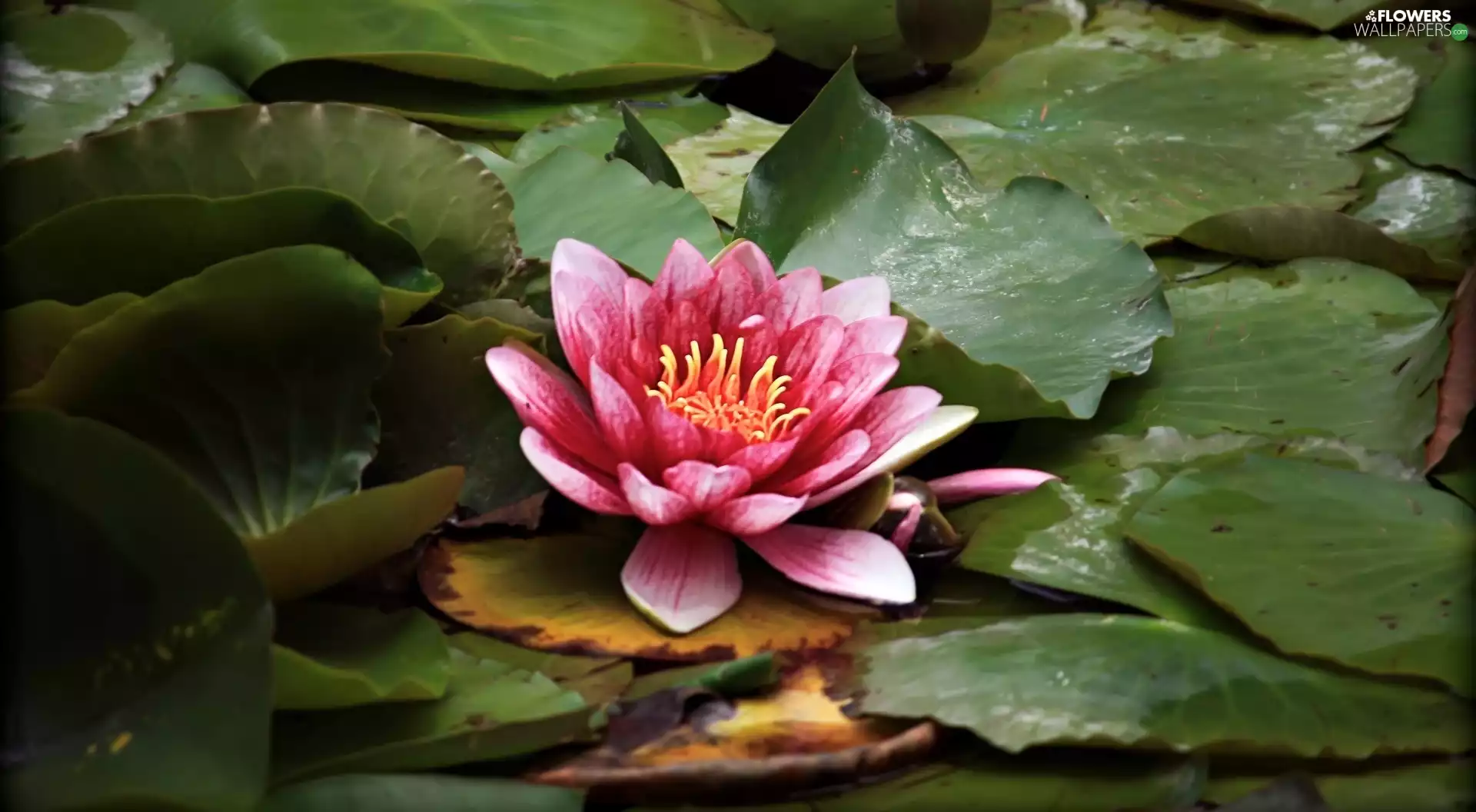 water-lily, Colourfull Flowers, leaves
