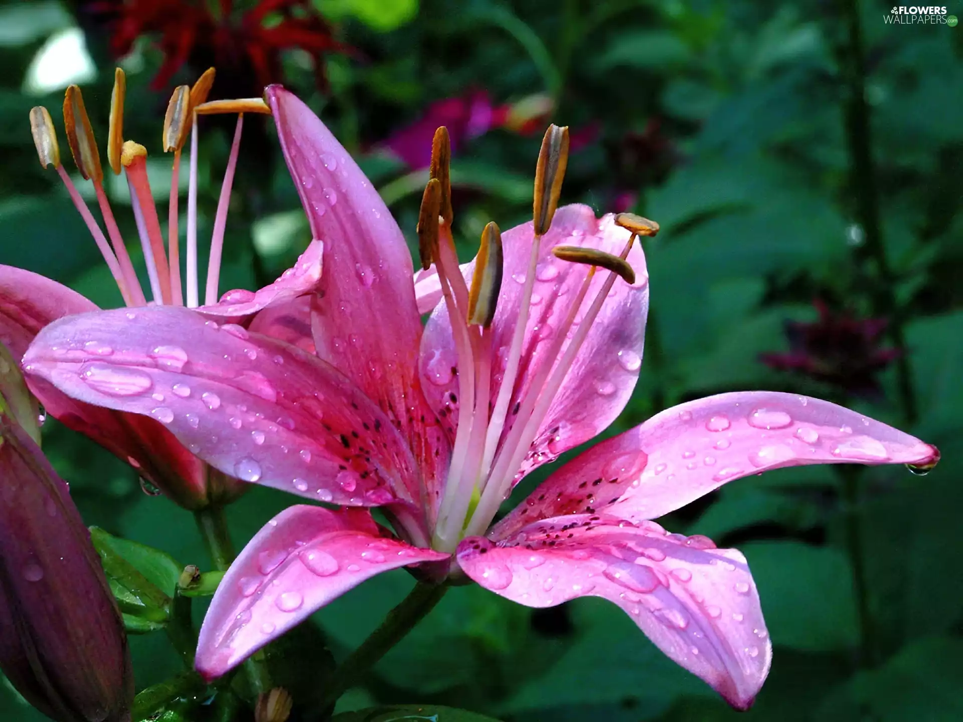 Tiger lily, Colourfull Flowers, Pink