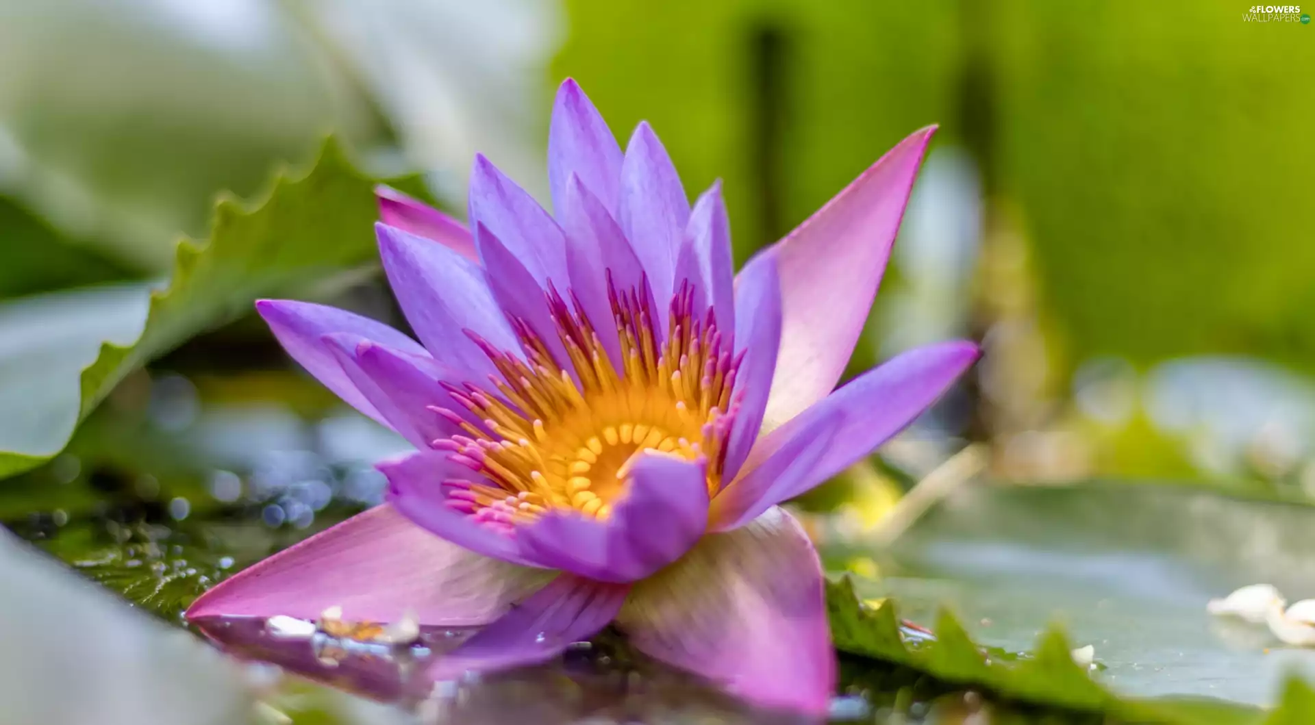 water-lily, Colourfull Flowers, Pink