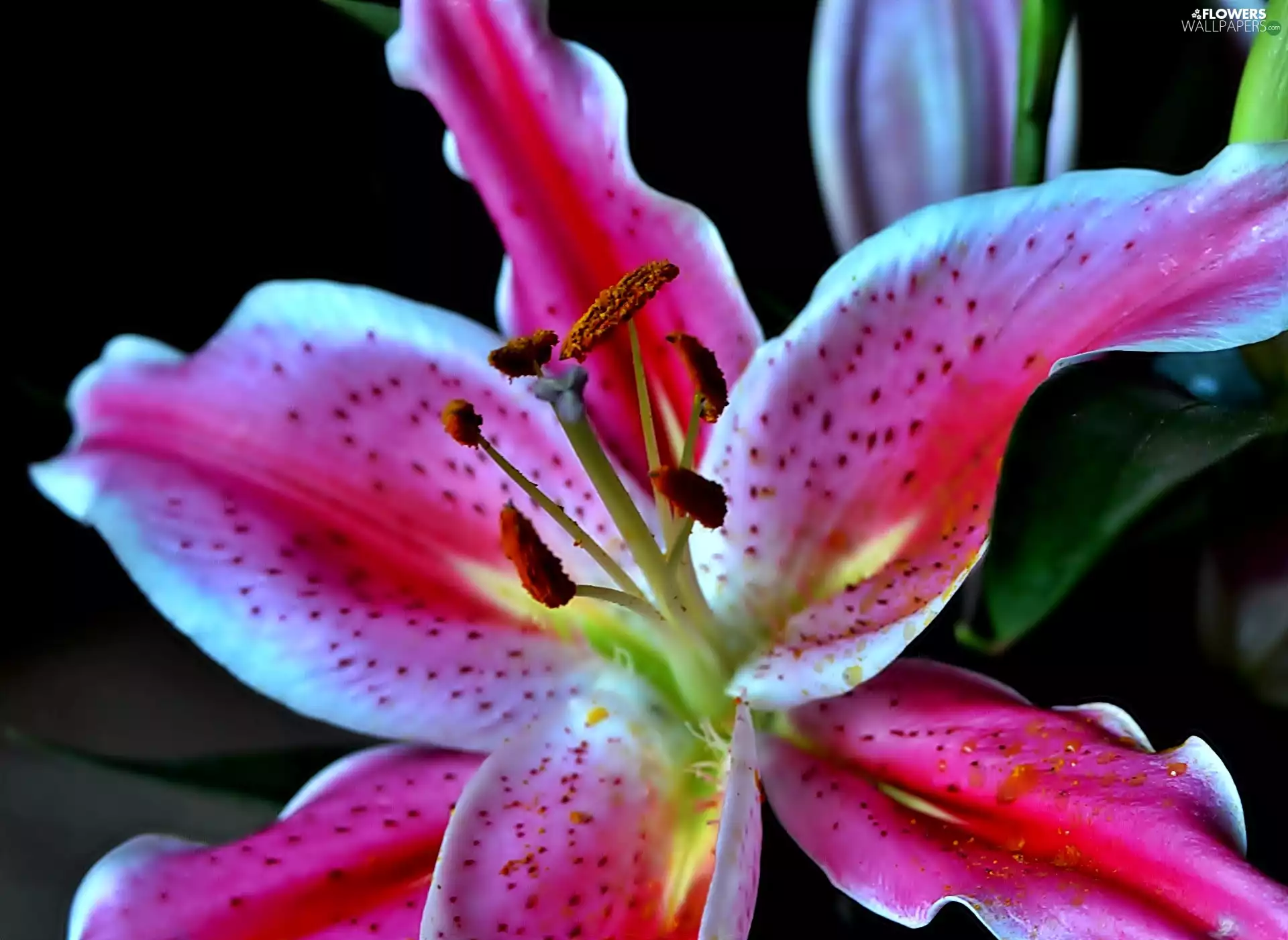 Colourfull Flowers, Tiger lily