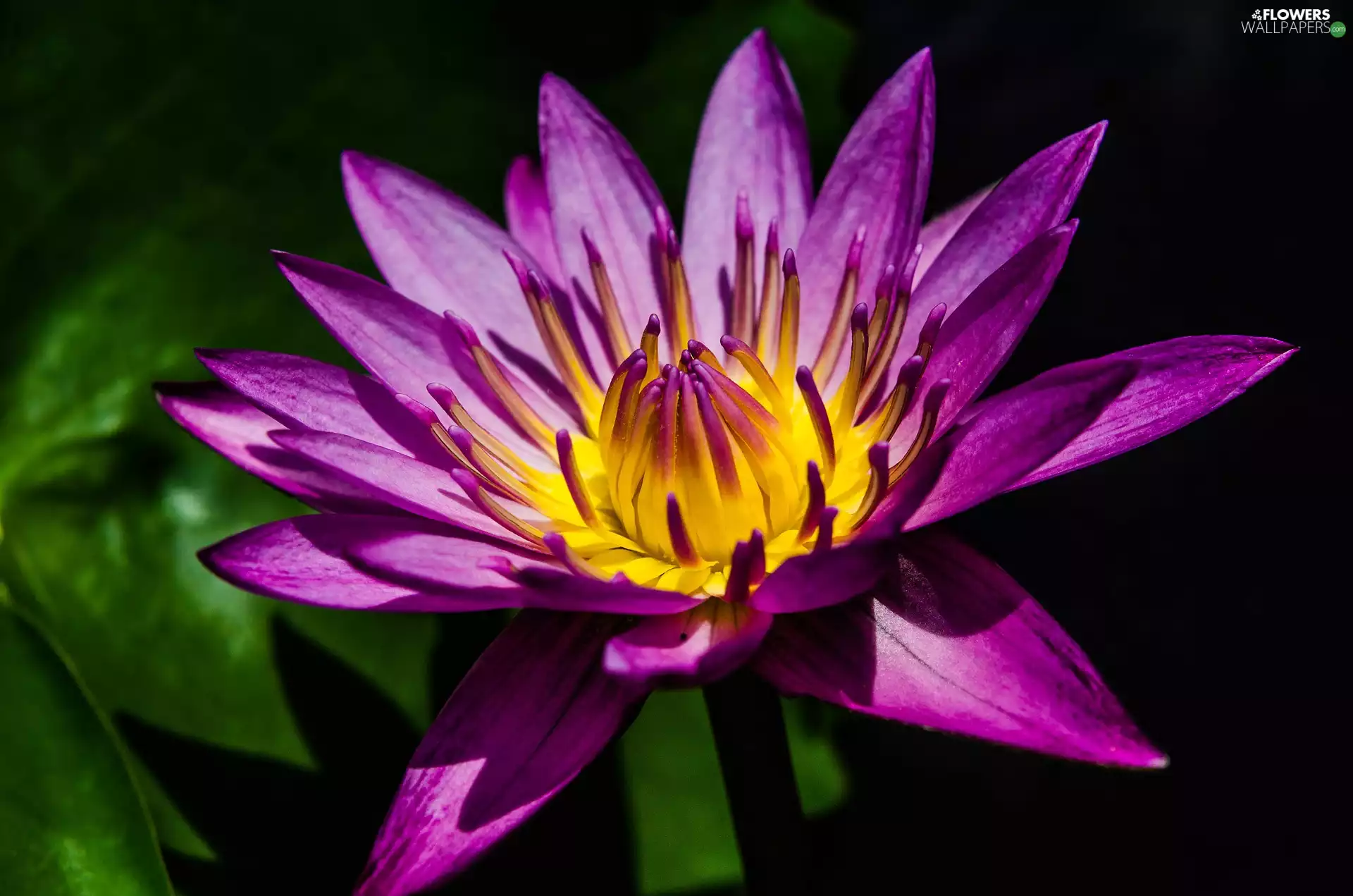 water-lily, Colourfull Flowers, Violet