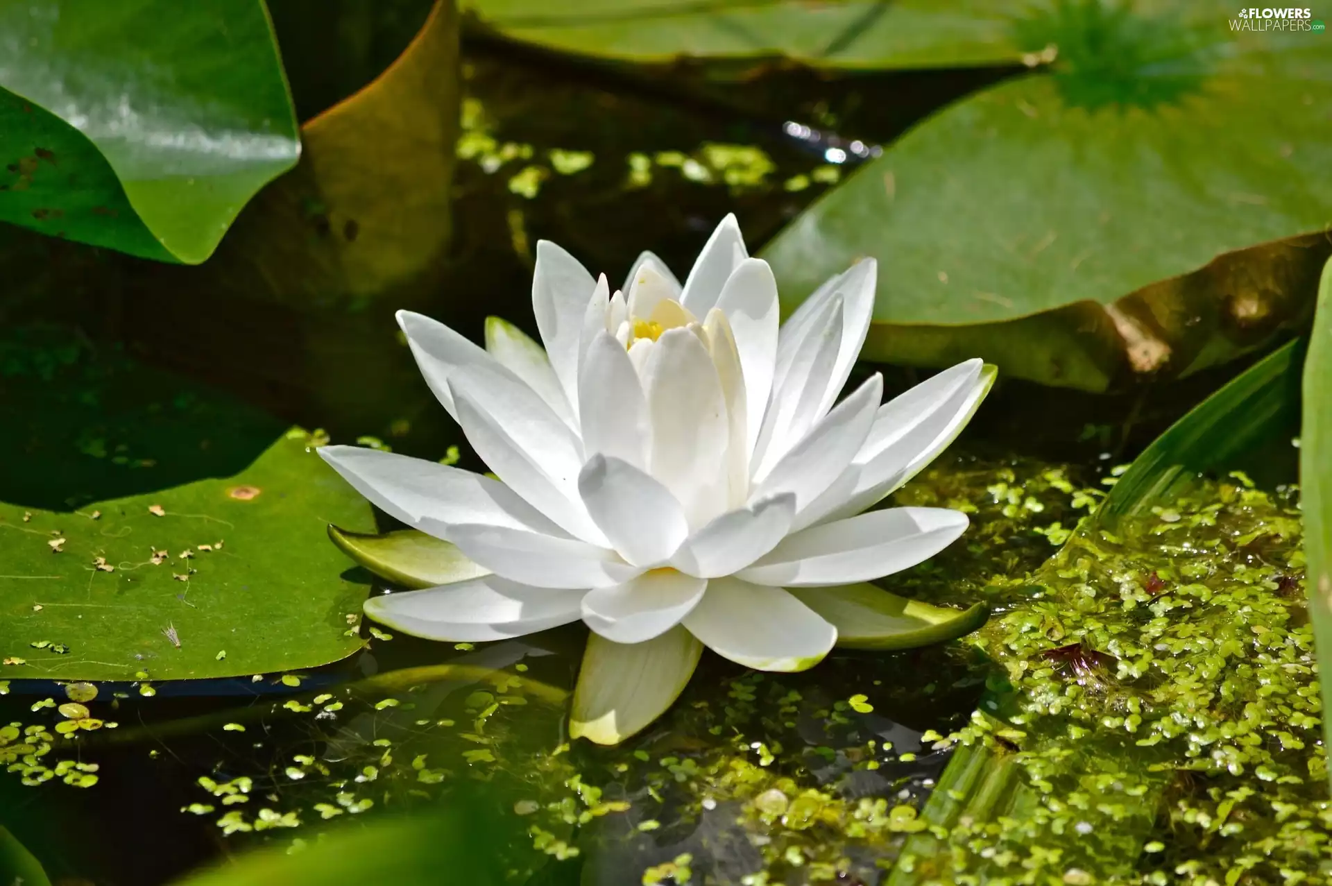 Colourfull Flowers, water-lily