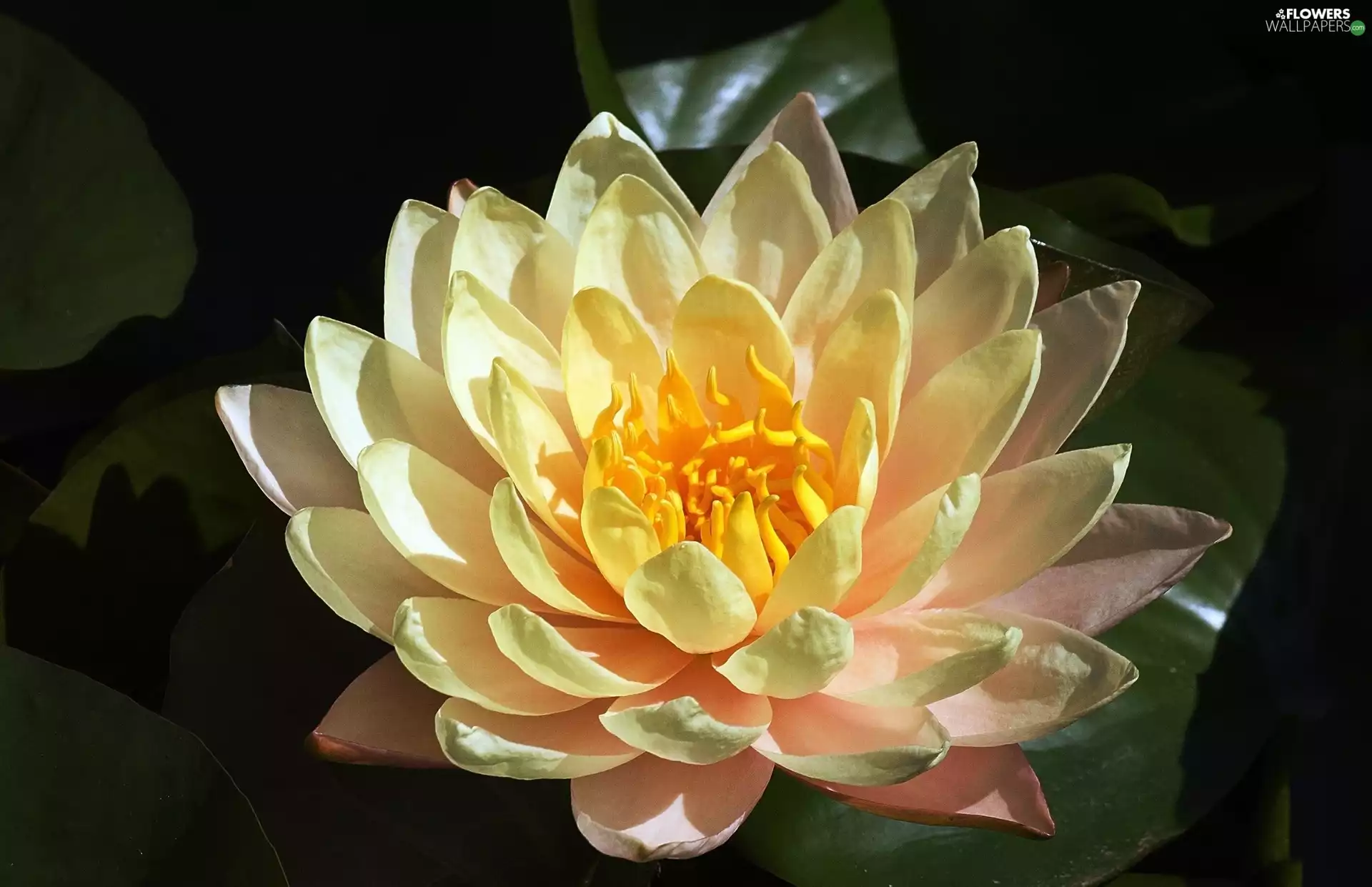 Colourfull Flowers, water-lily