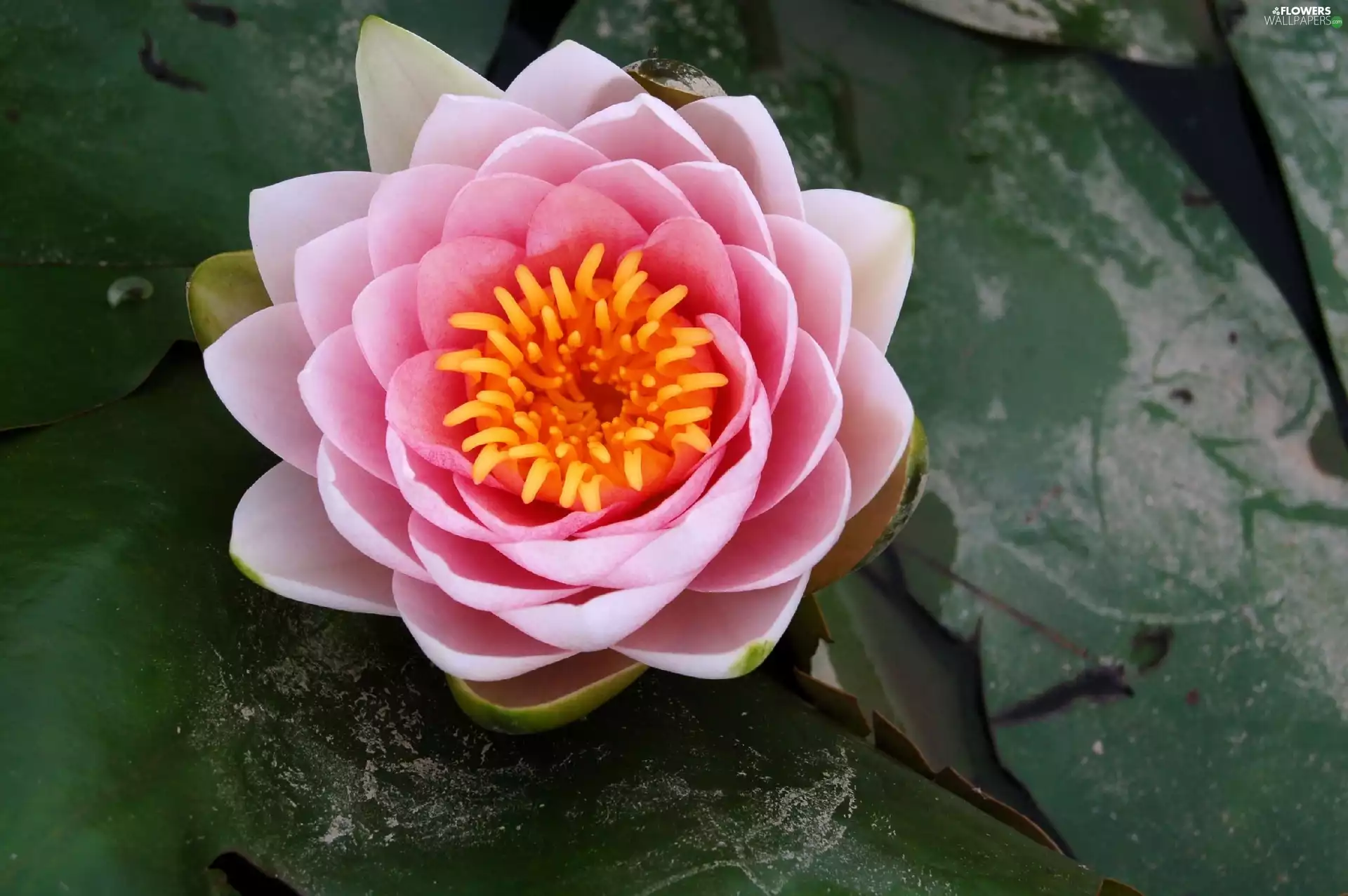 Colourfull Flowers, water-lily