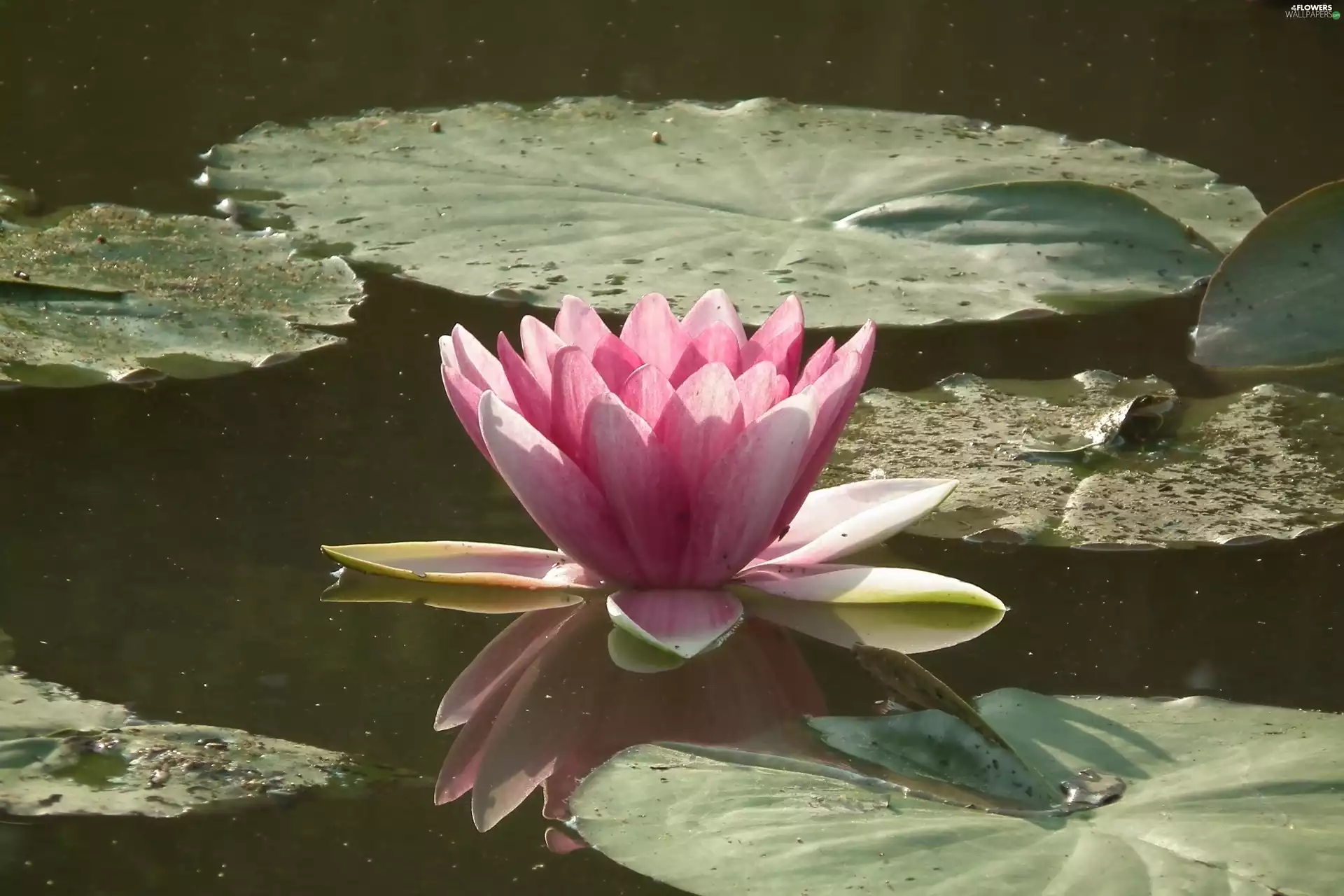 Colourfull Flowers, water-lily