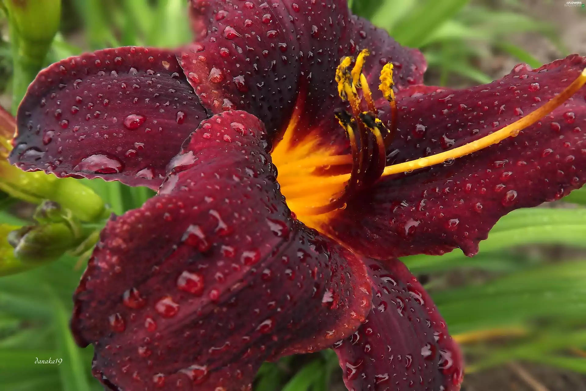 Yellow, claret, drops, lily, dark, Centre, rain