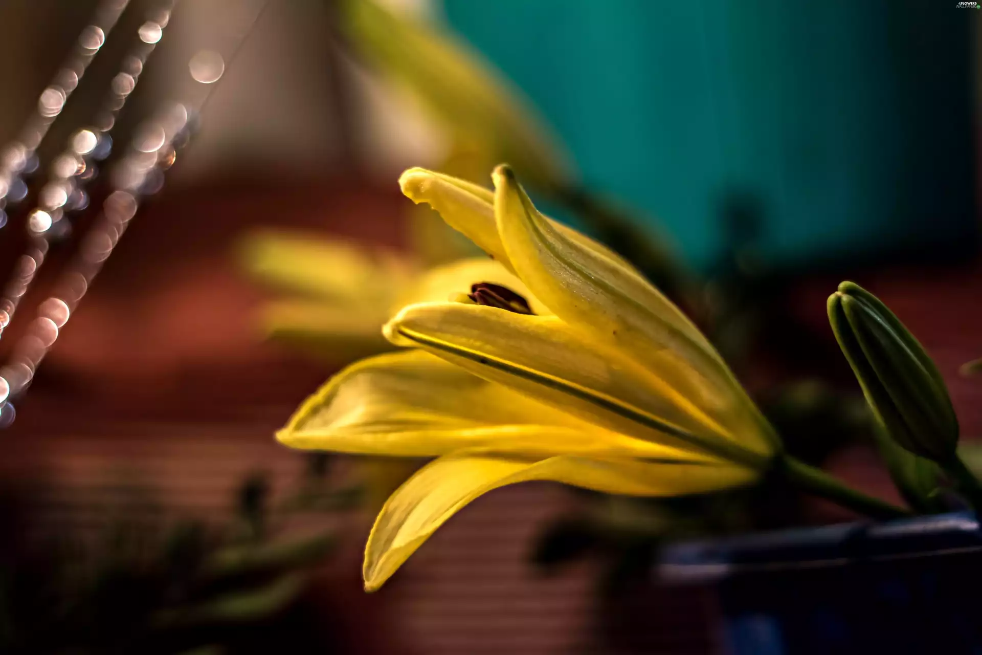 Lily, Yellow Flower