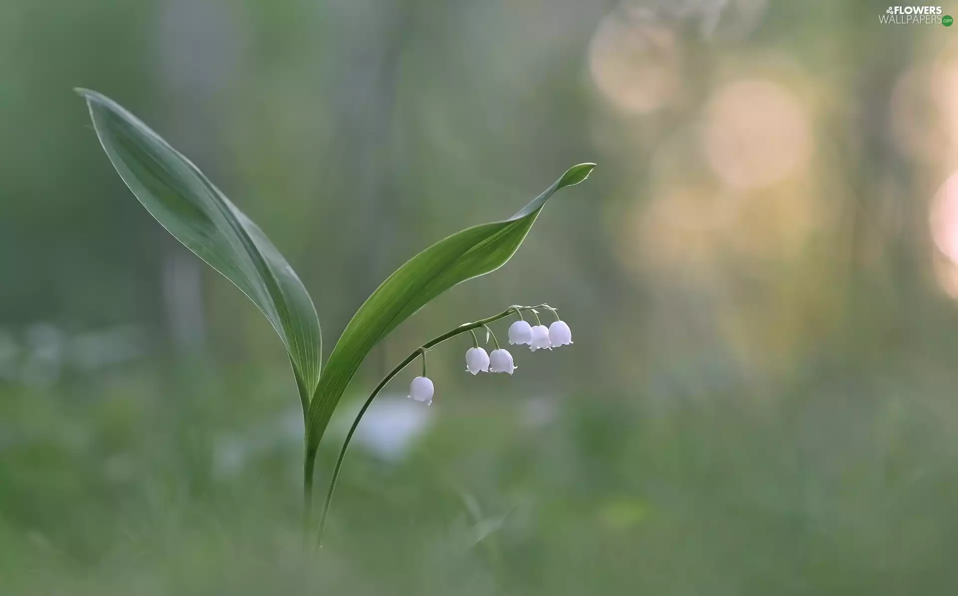 Leaf, Colourfull Flowers, lily of the Valley