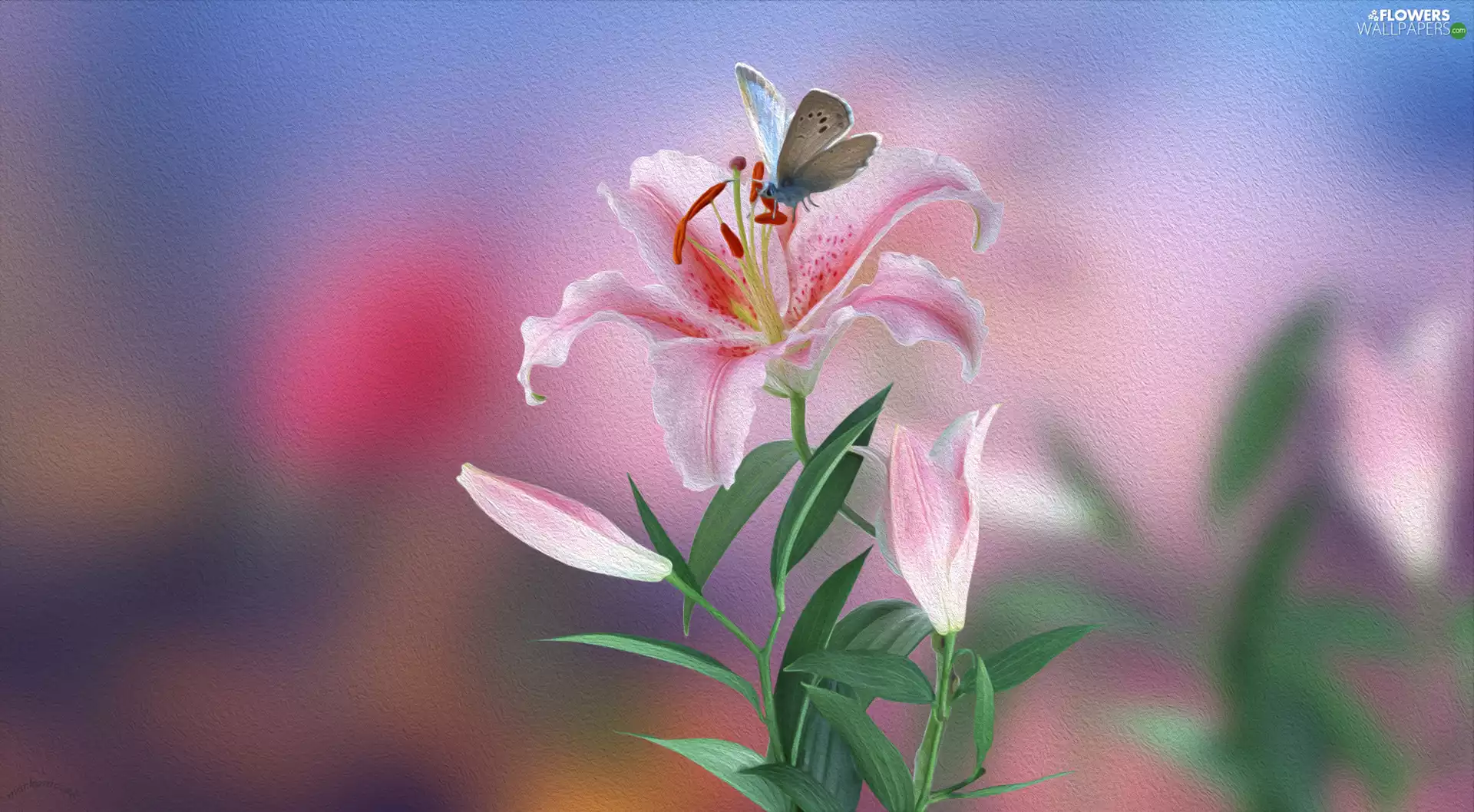 butterfly, graphics, Pink, Lily, Colourfull Flowers