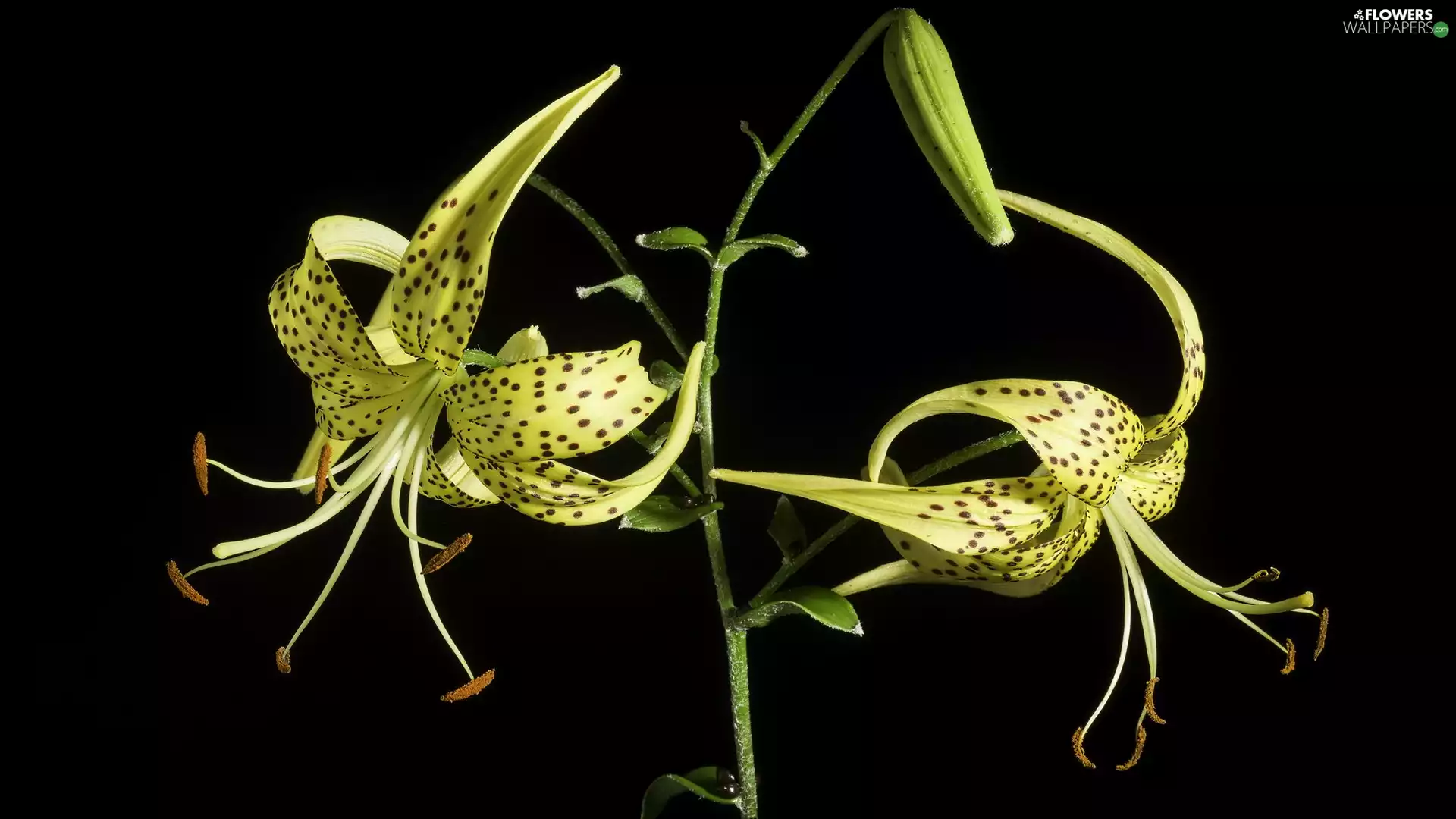 Dark Background, Tiger lily, Colourfull Flowers